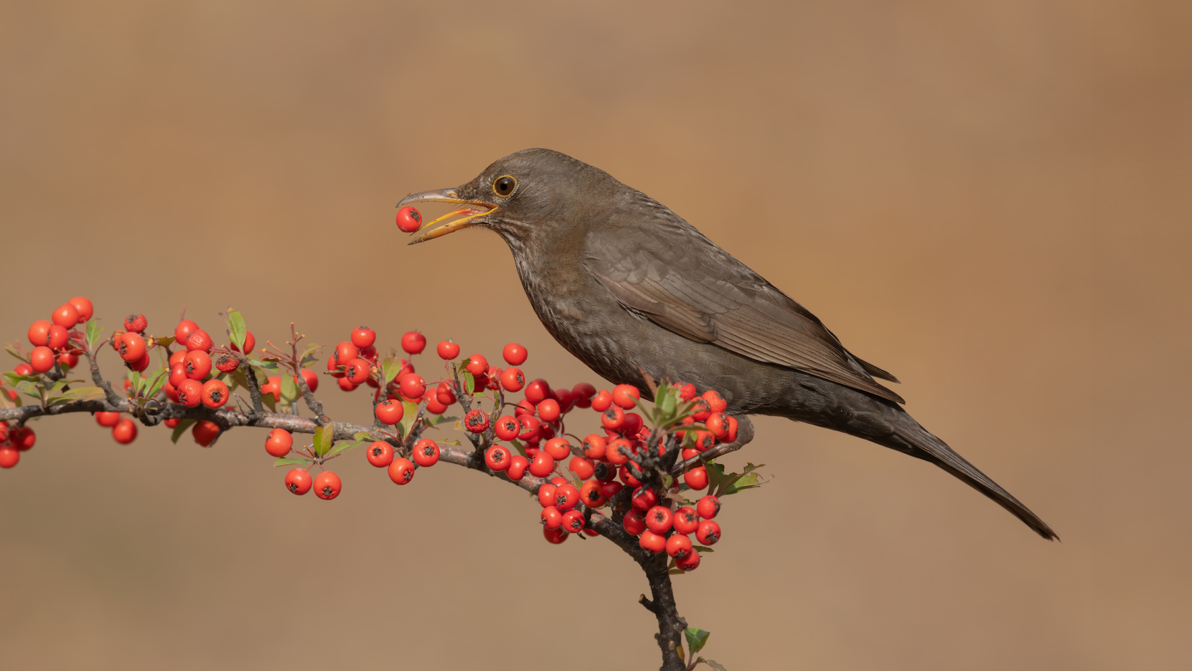 Karatavuk » Common Blackbird » Turdus merula