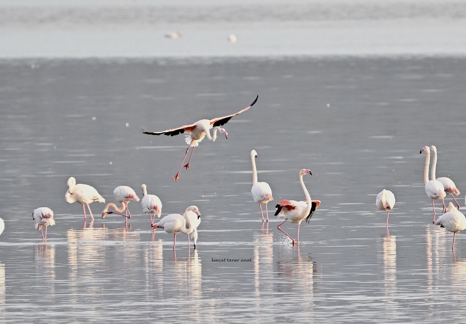 Flamingo