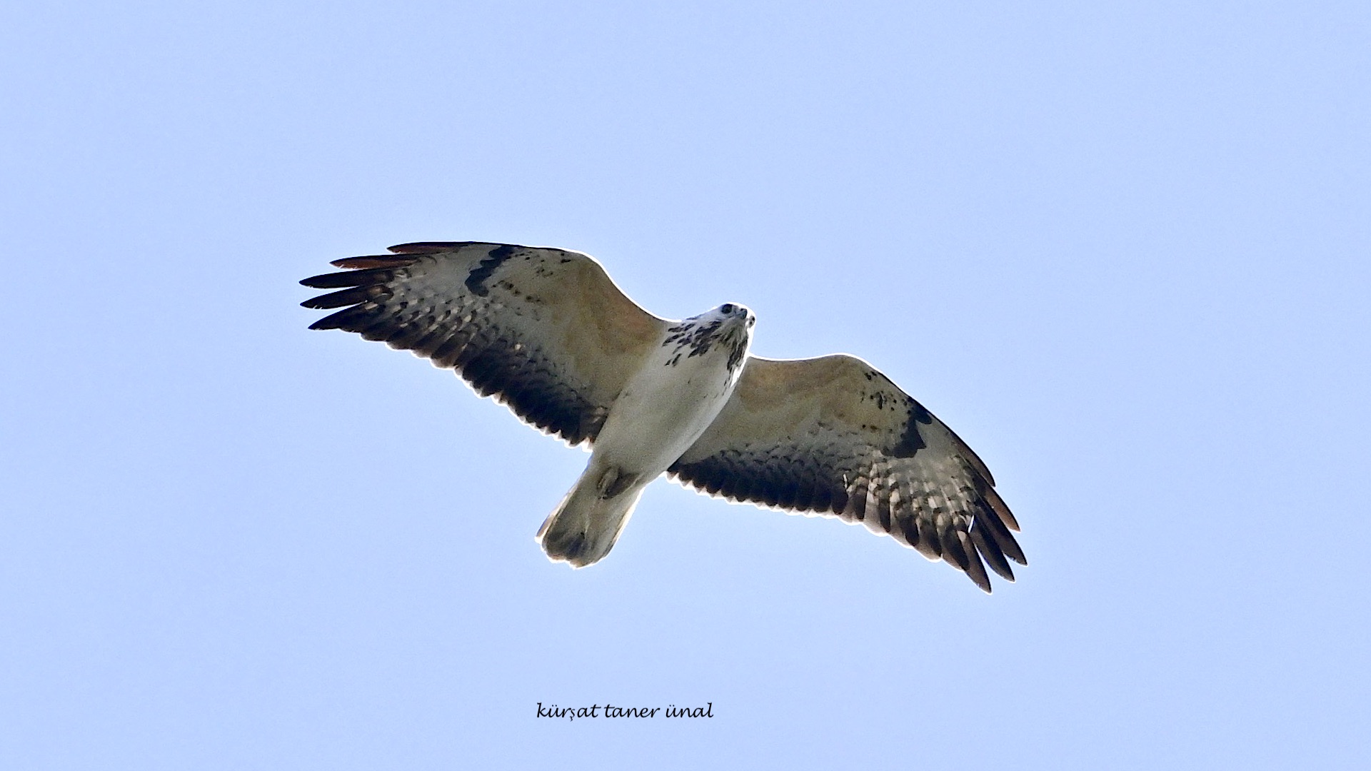 Şahin » Common Buzzard » Buteo buteo