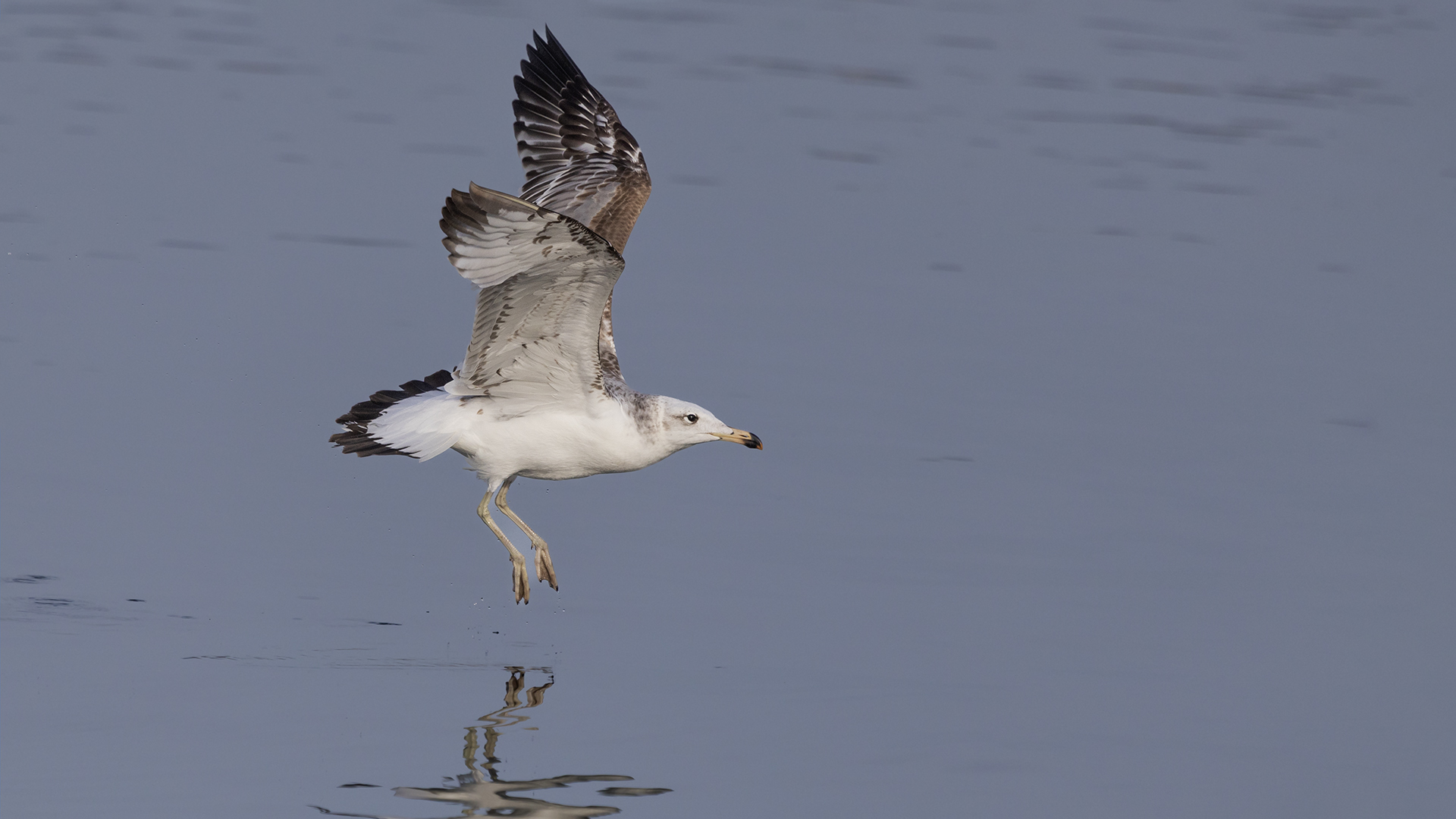 Büyük karabaş martı » Pallas`s Gull » Ichthyaetus ichthyaetus