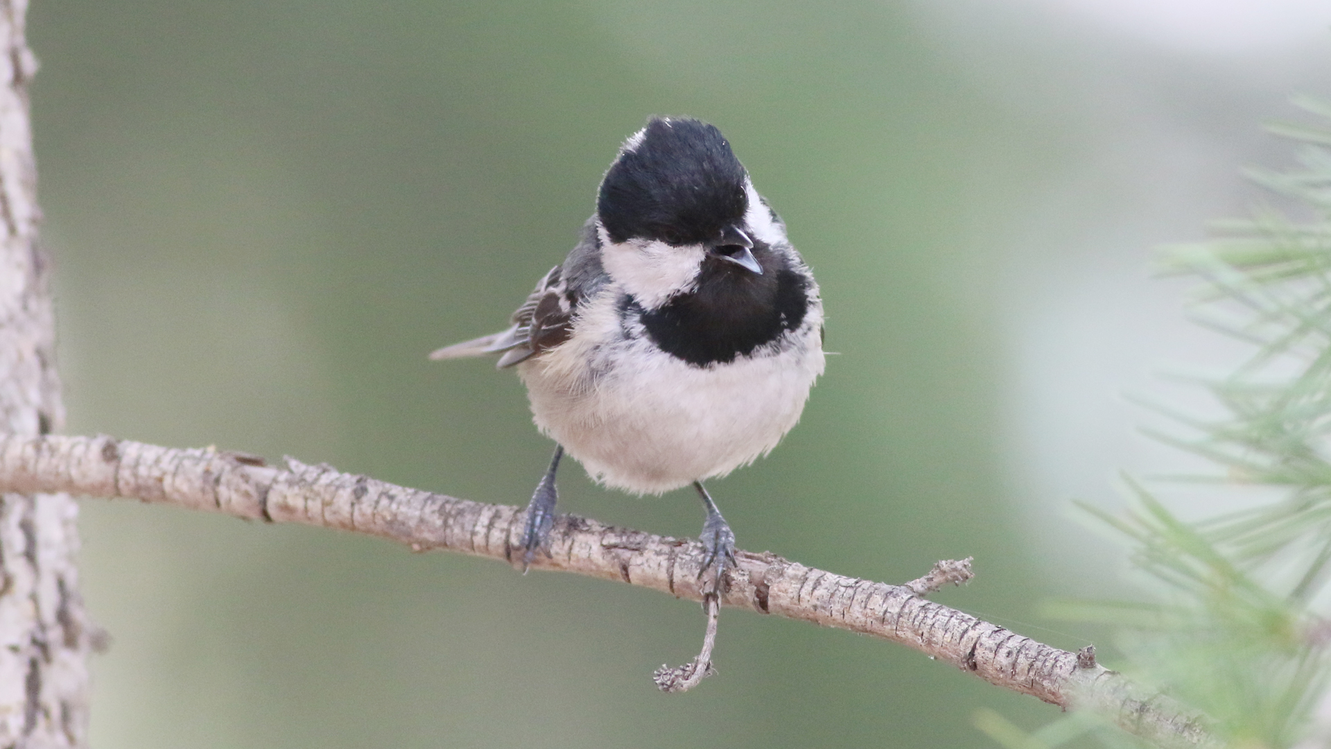 Çam baştankarası » Coal Tit » Periparus ater