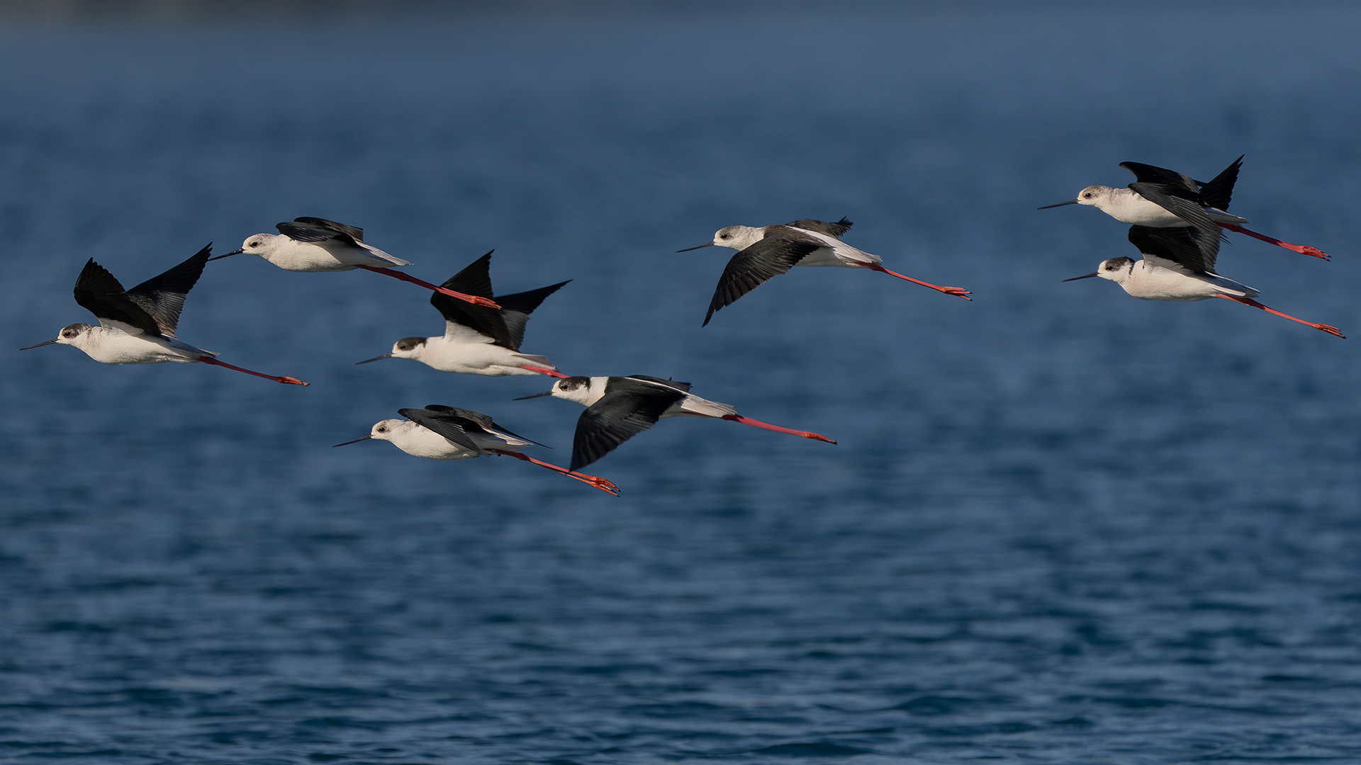 Uzunbacak » Black-winged Stilt » Himantopus himantopus