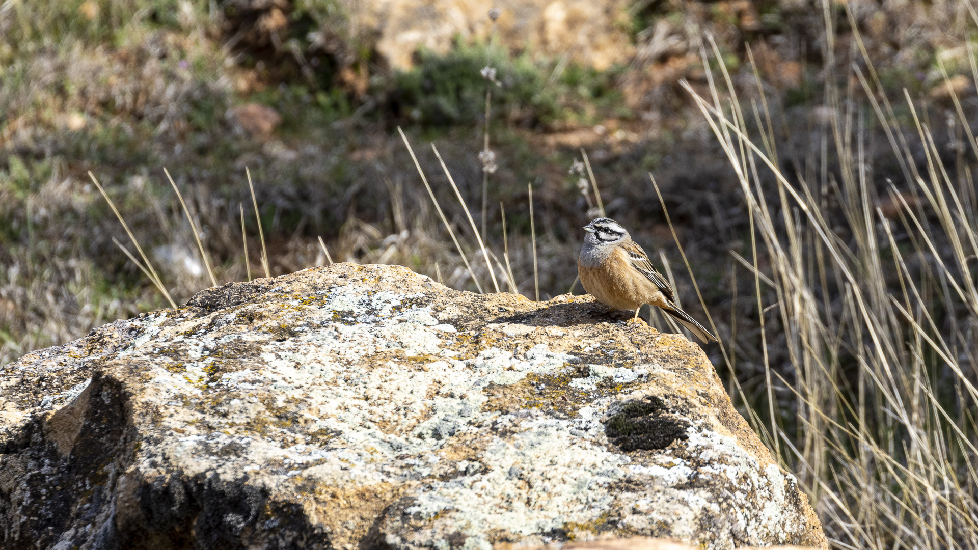 Kaya kirazkuşu » Rock Bunting » Emberiza cia