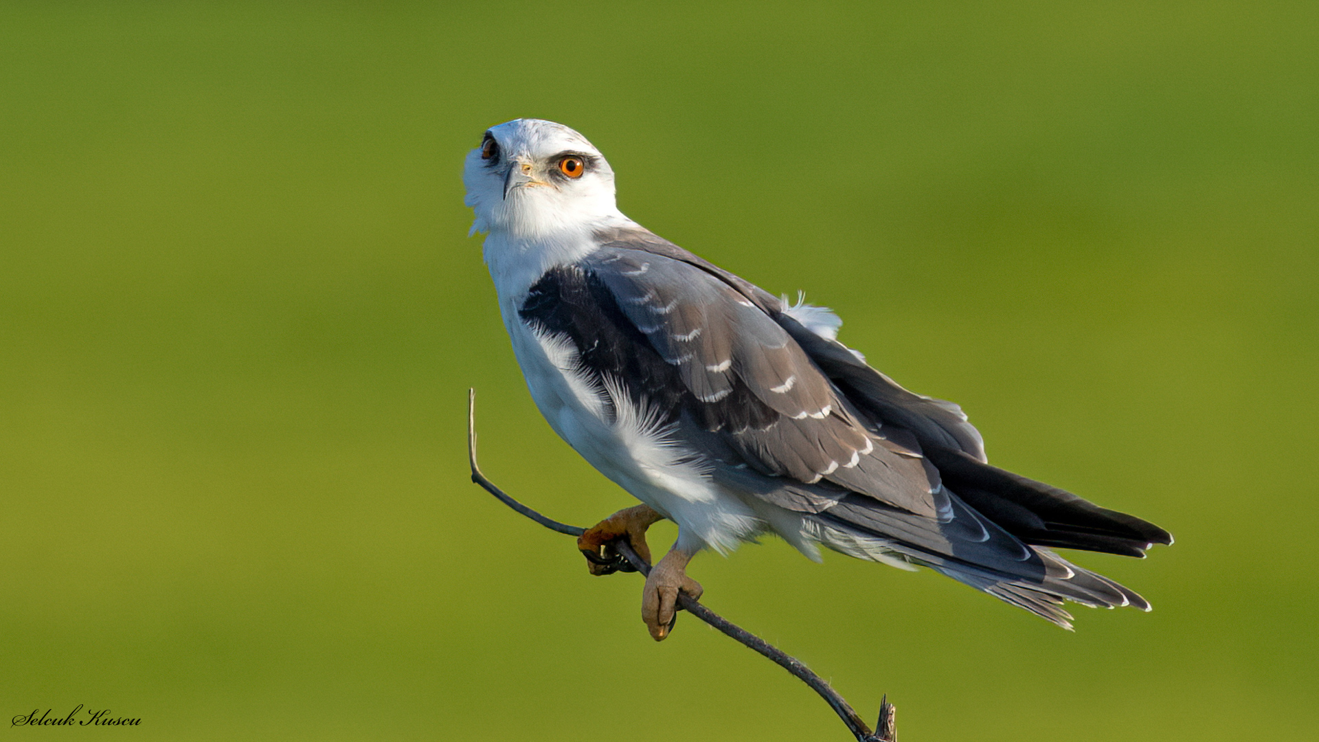 Ak çaylak » Black-winged Kite » Elanus caeruleus