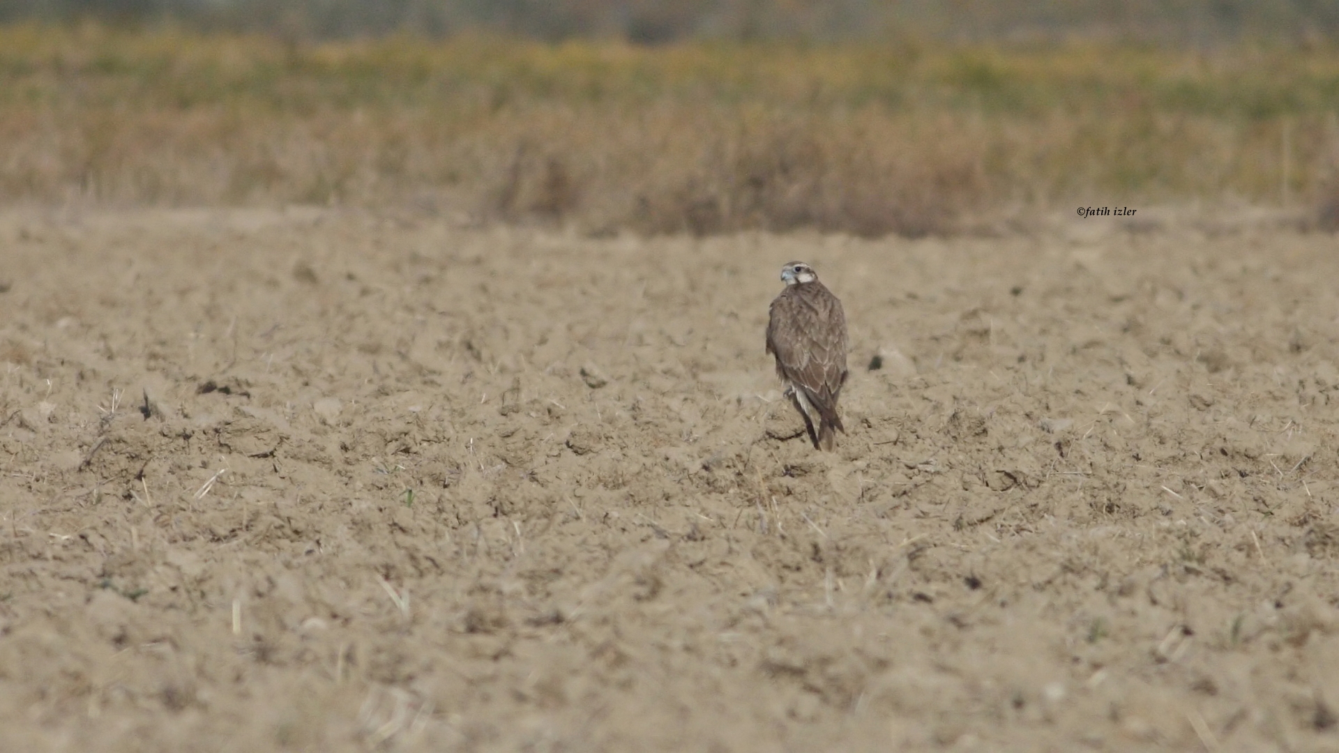 Ulu doğan » Saker Falcon » Falco cherrug