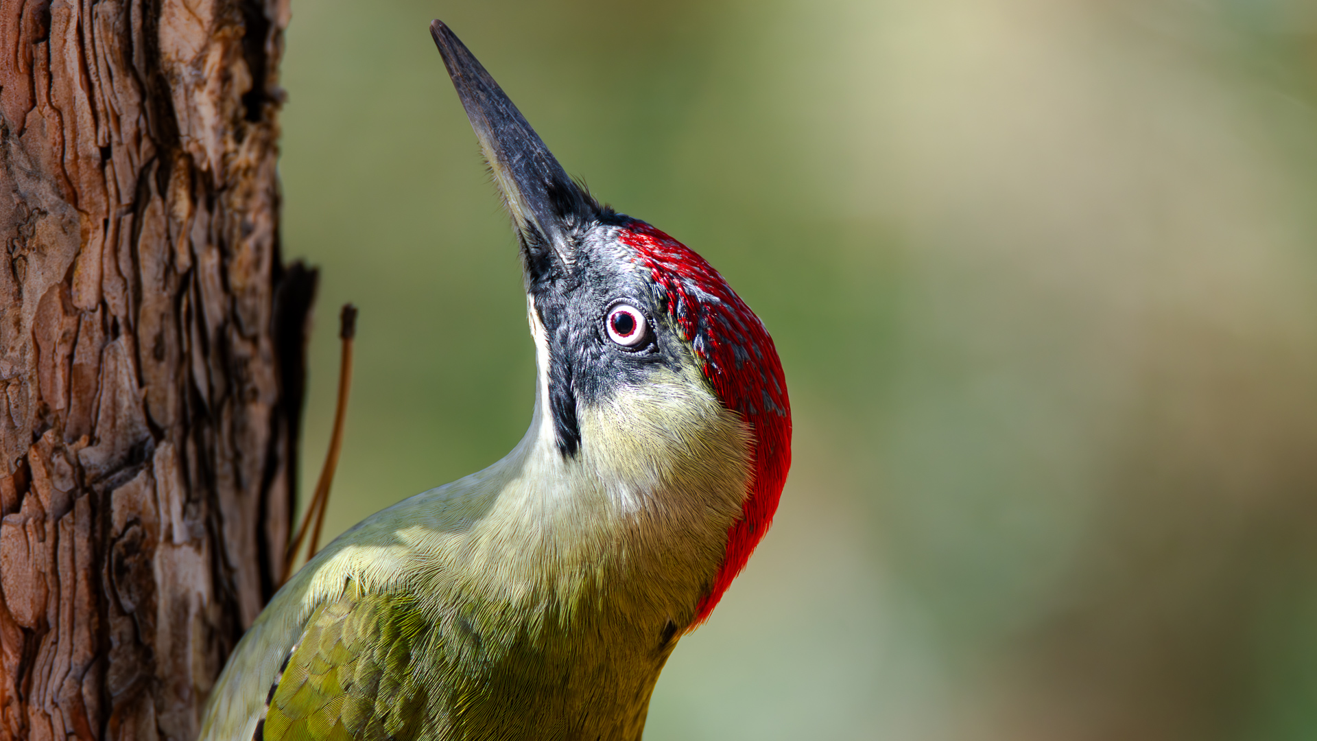 Yeşil ağaçkakan » European Green Woodpecker » Picus viridis