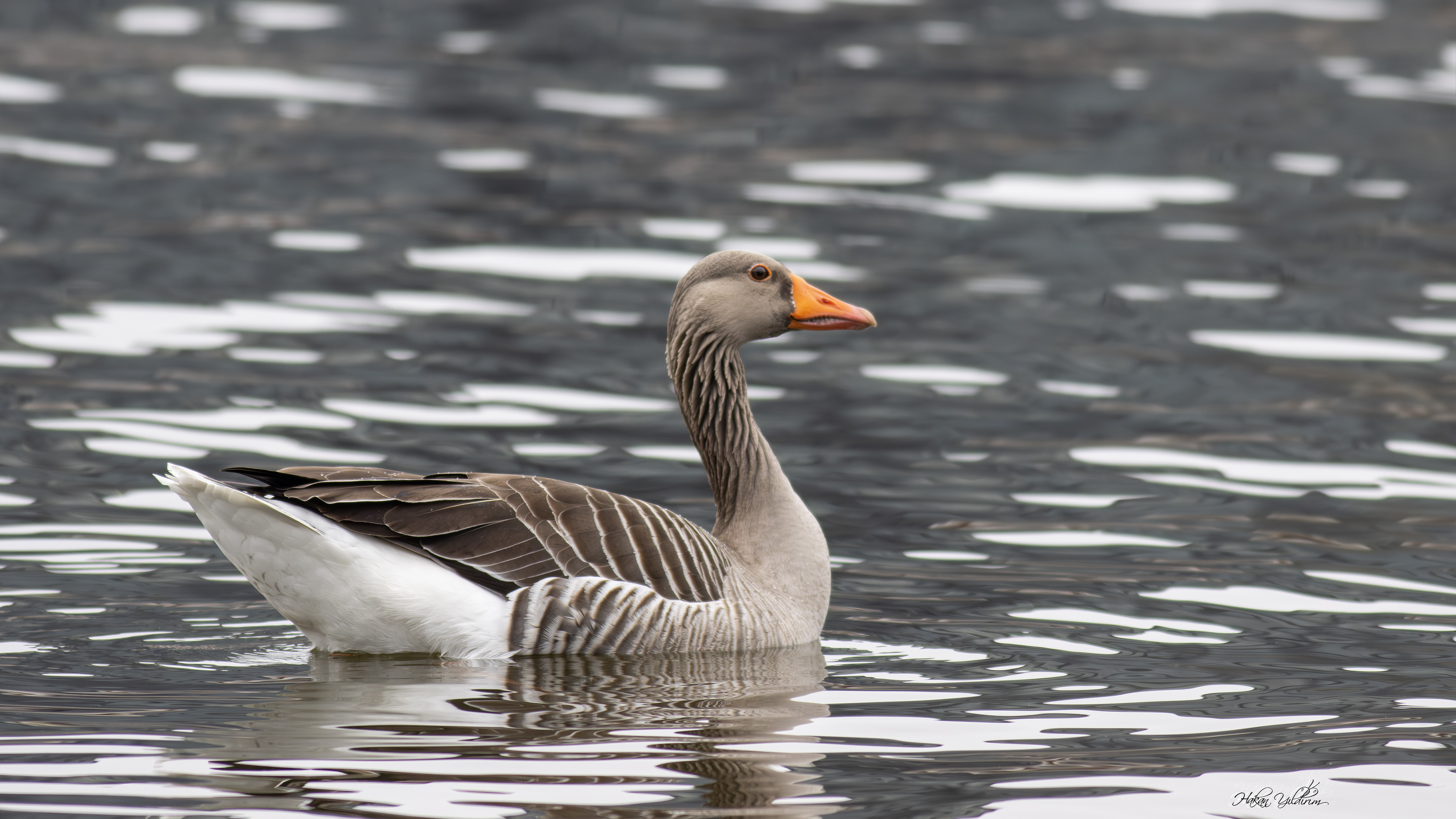 Boz kaz » Greylag Goose » Anser anser