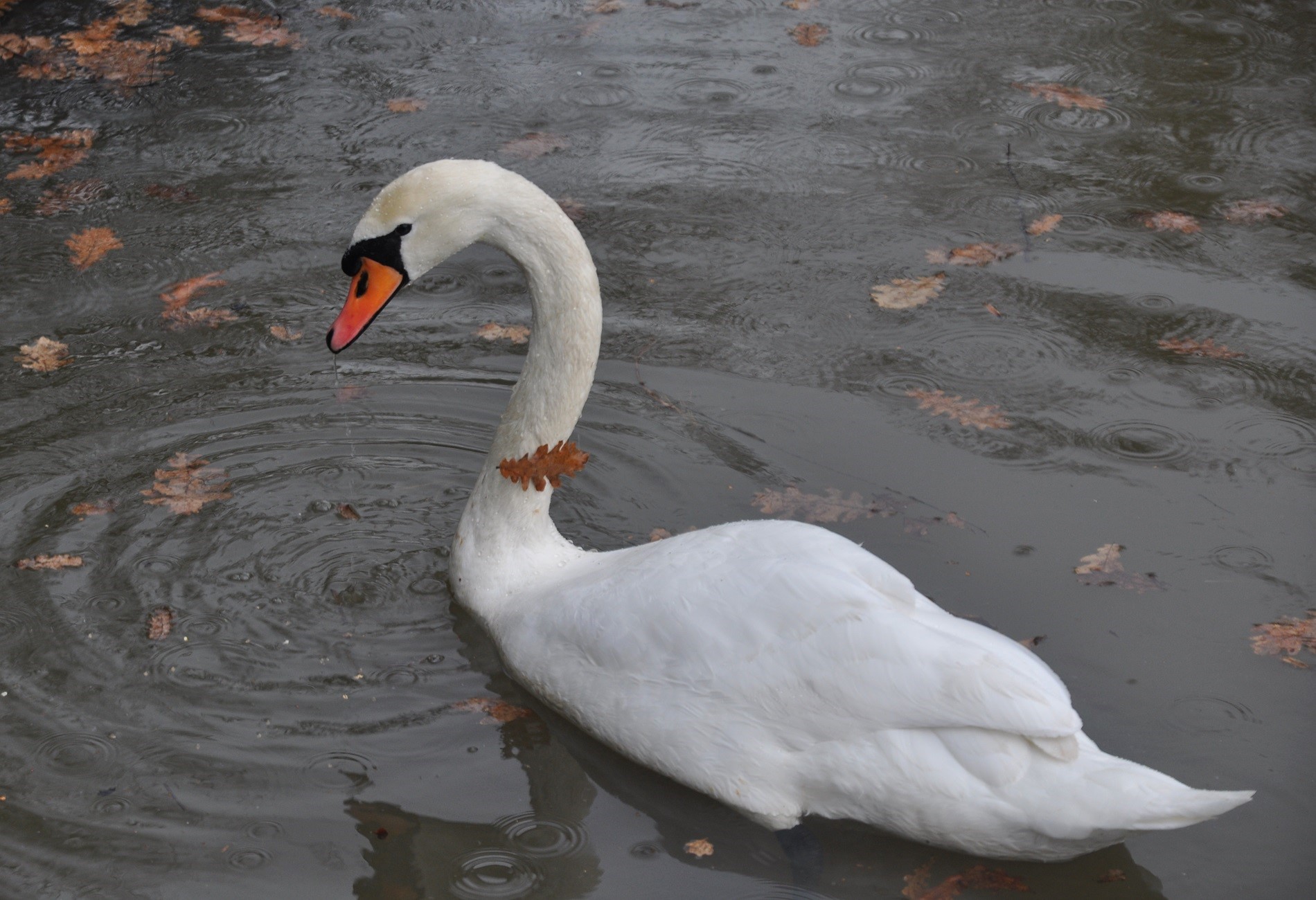 Kuğu
