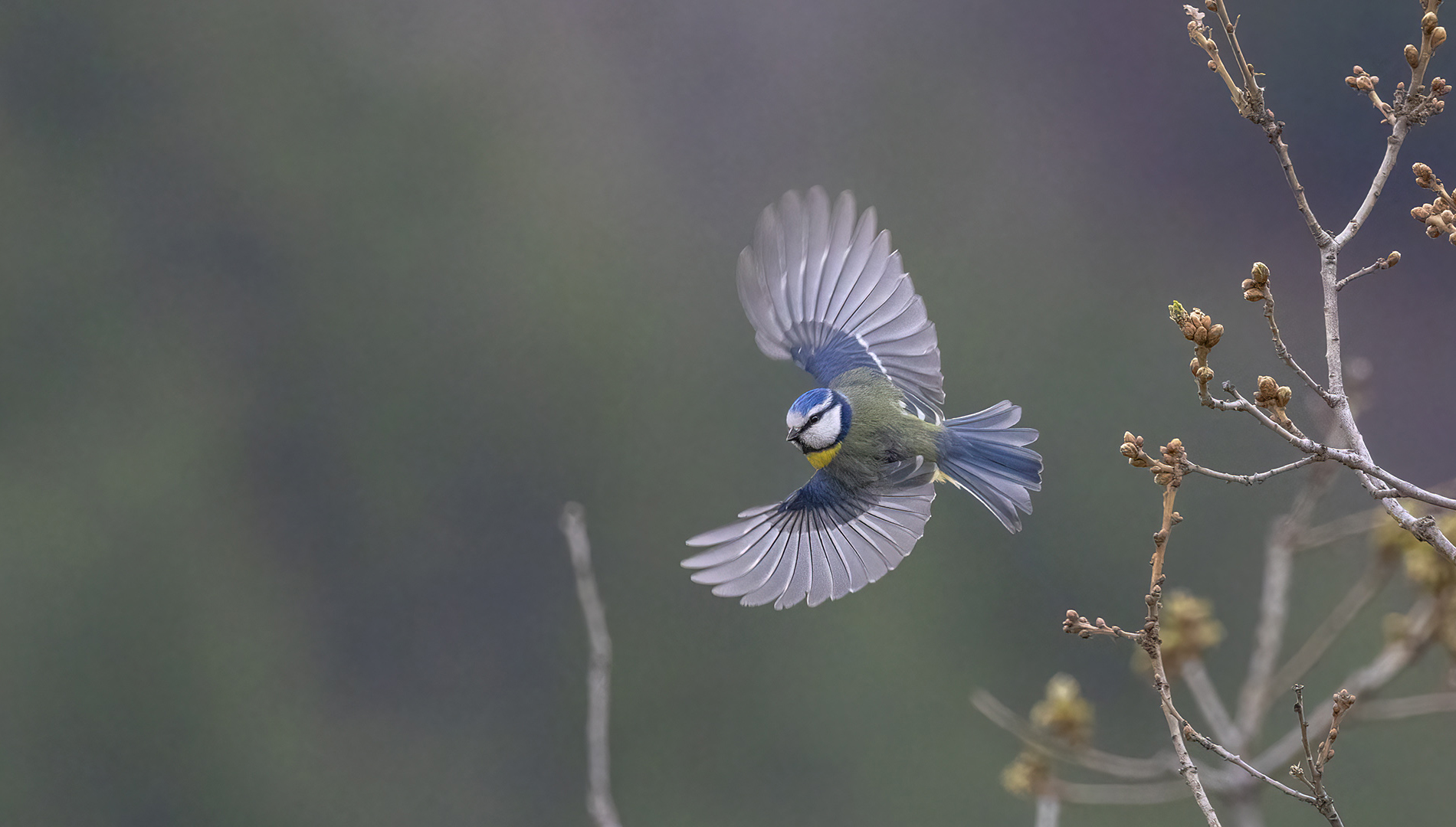 Mavi baştankara