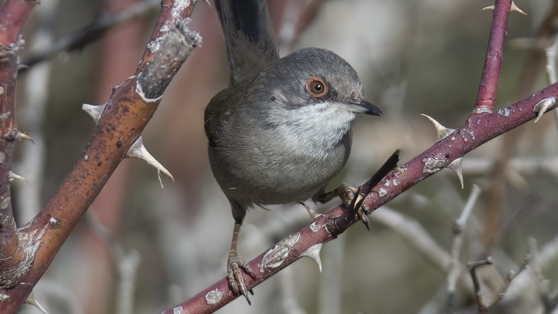 Maskeli ötleğen » Sardinian Warbler » Sylvia melanocephala