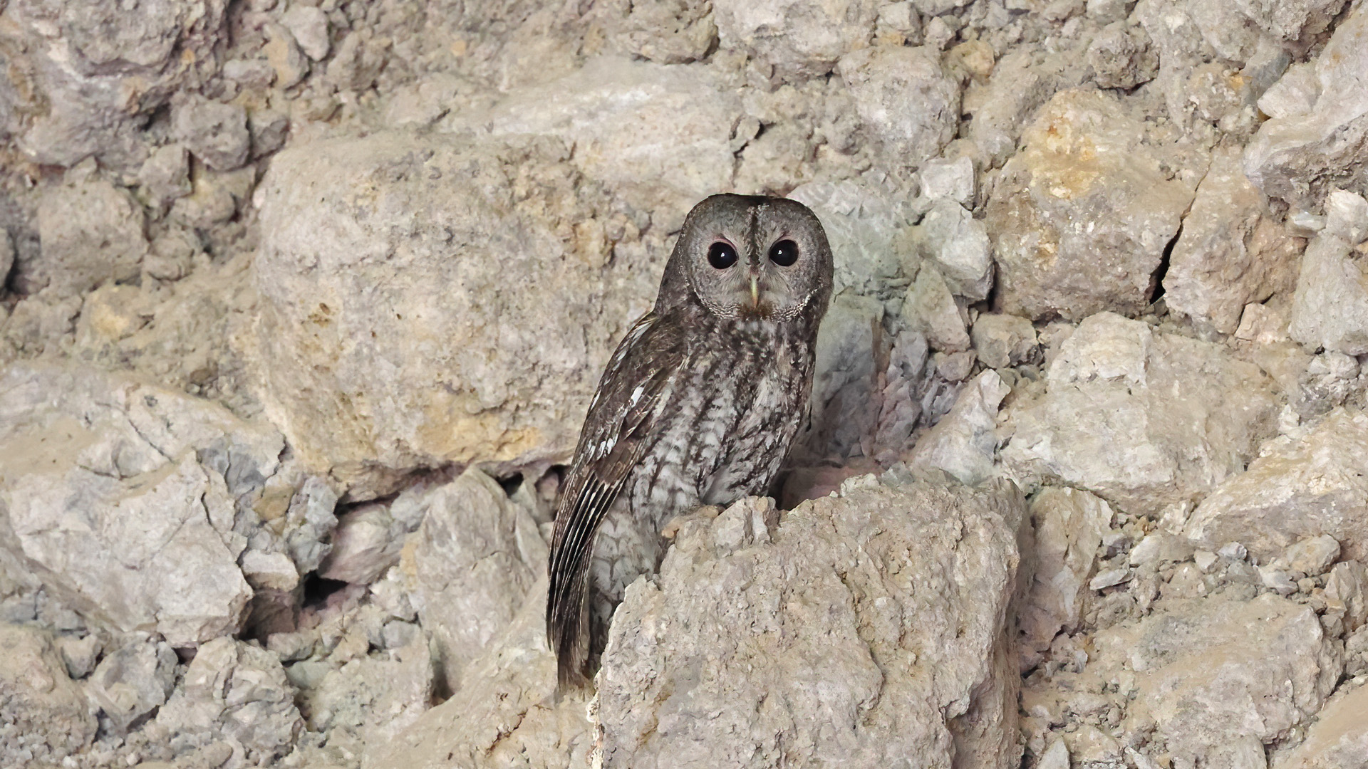 Alaca baykuş » Tawny Owl » Strix aluco