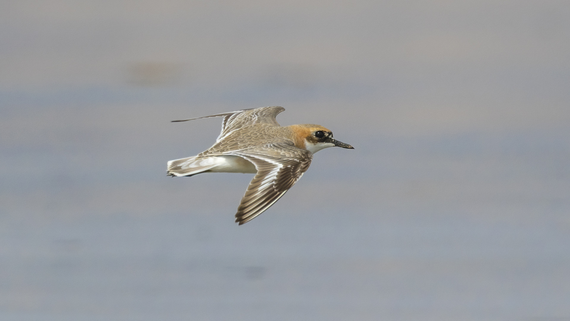 Büyük cılıbıt
