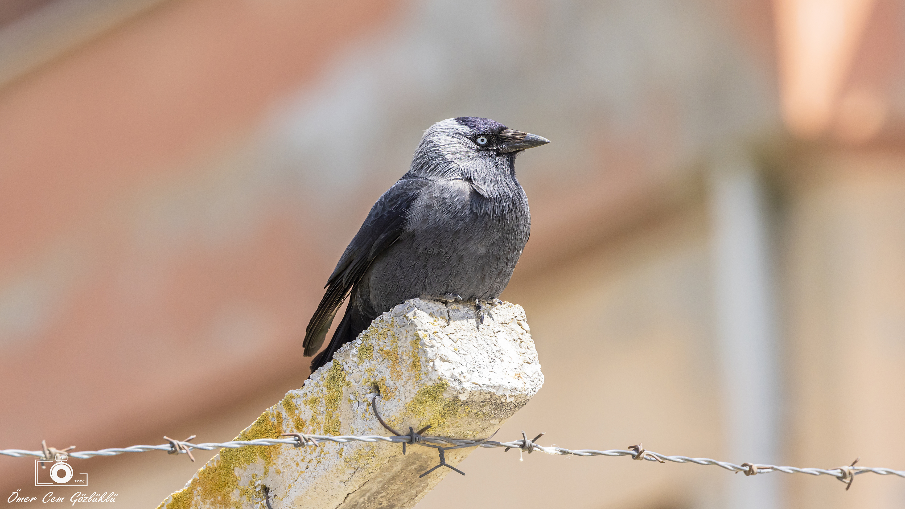 Küçük karga » Western Jackdaw » Coloeus monedula