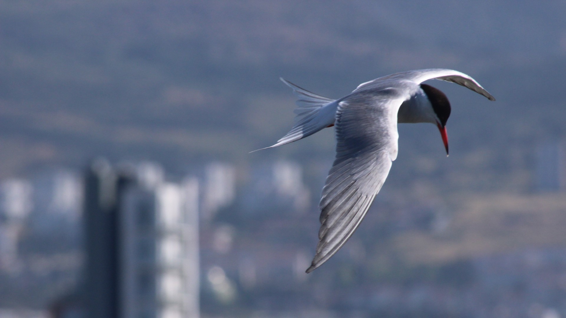 Sumru » Common Tern » Sterna hirundo