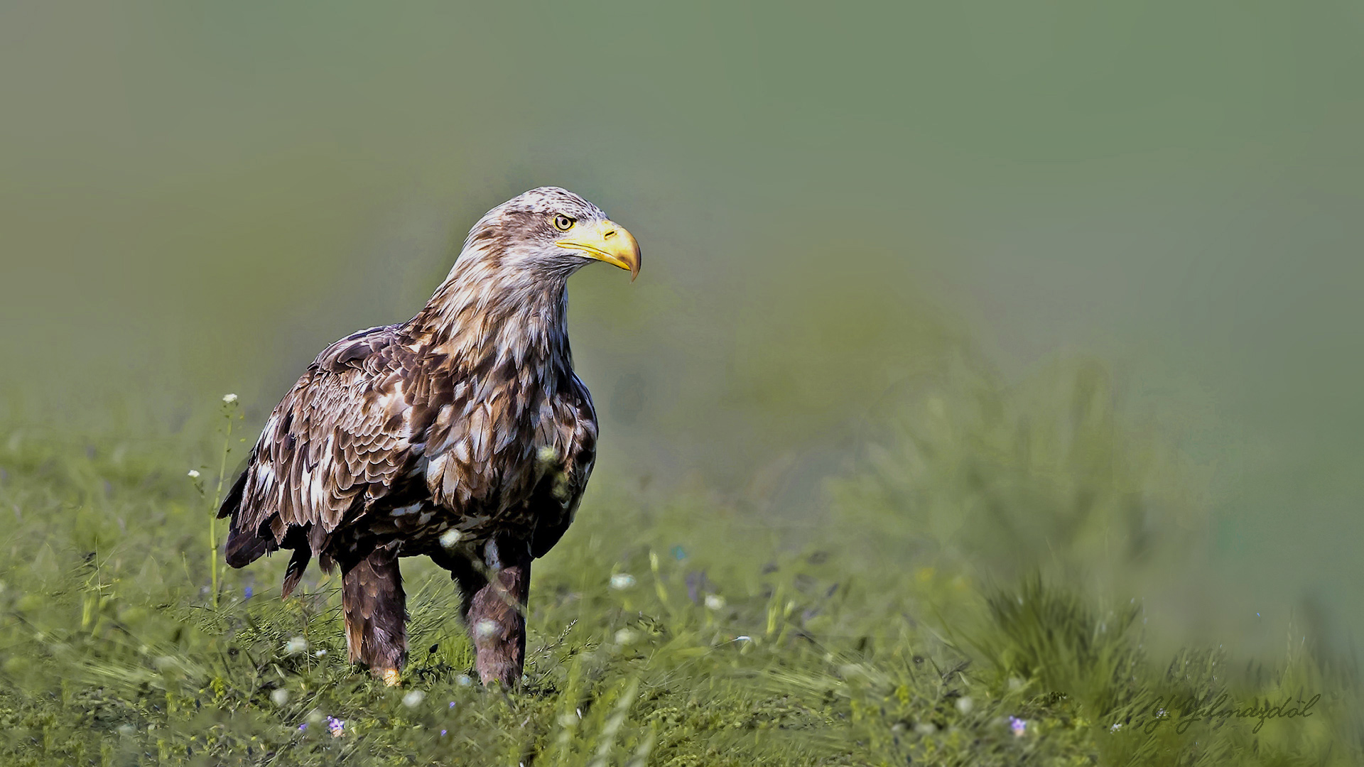 Akkuyruklu kartal