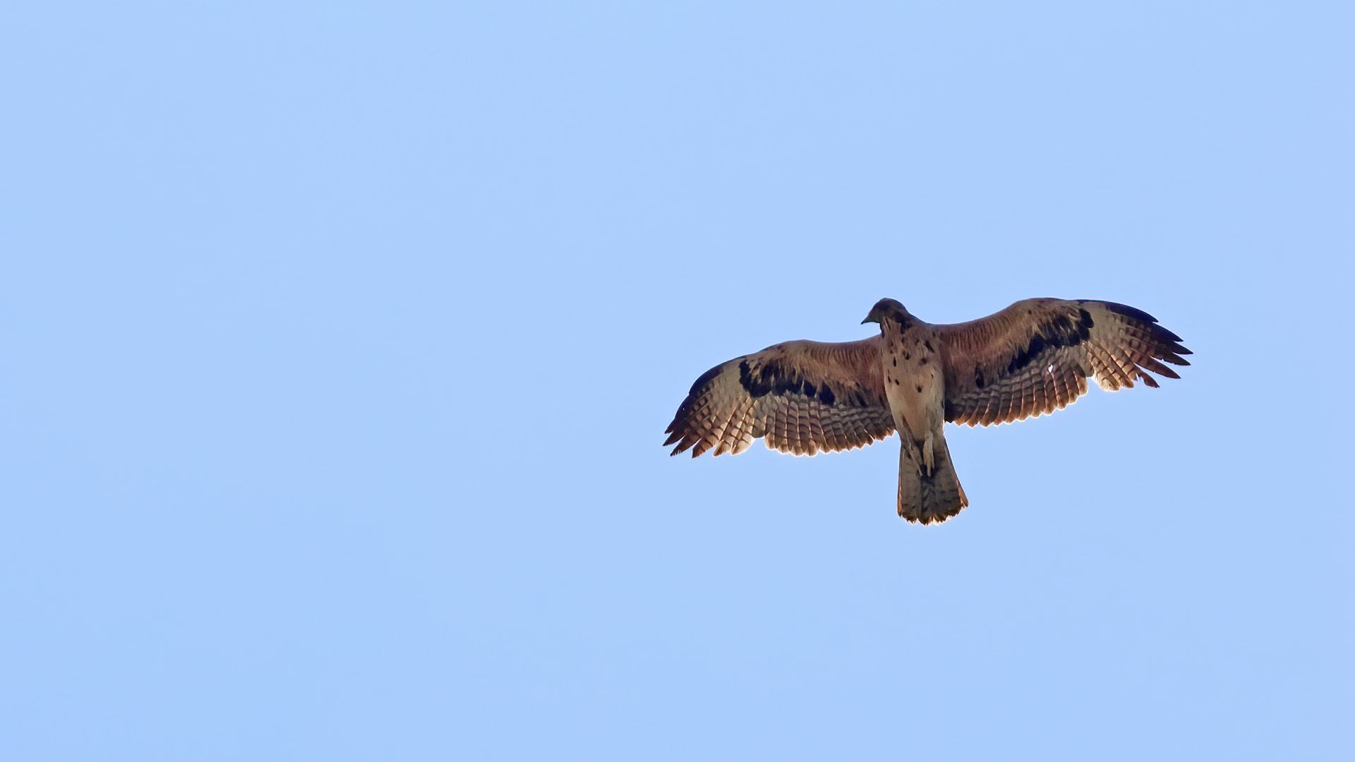 Tavşancıl » Bonelli`s Eagle » Aquila fasciata