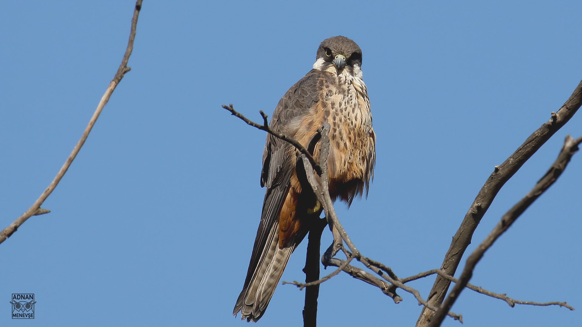 Ada doğanı » Eleonora`s Falcon » Falco eleonorae