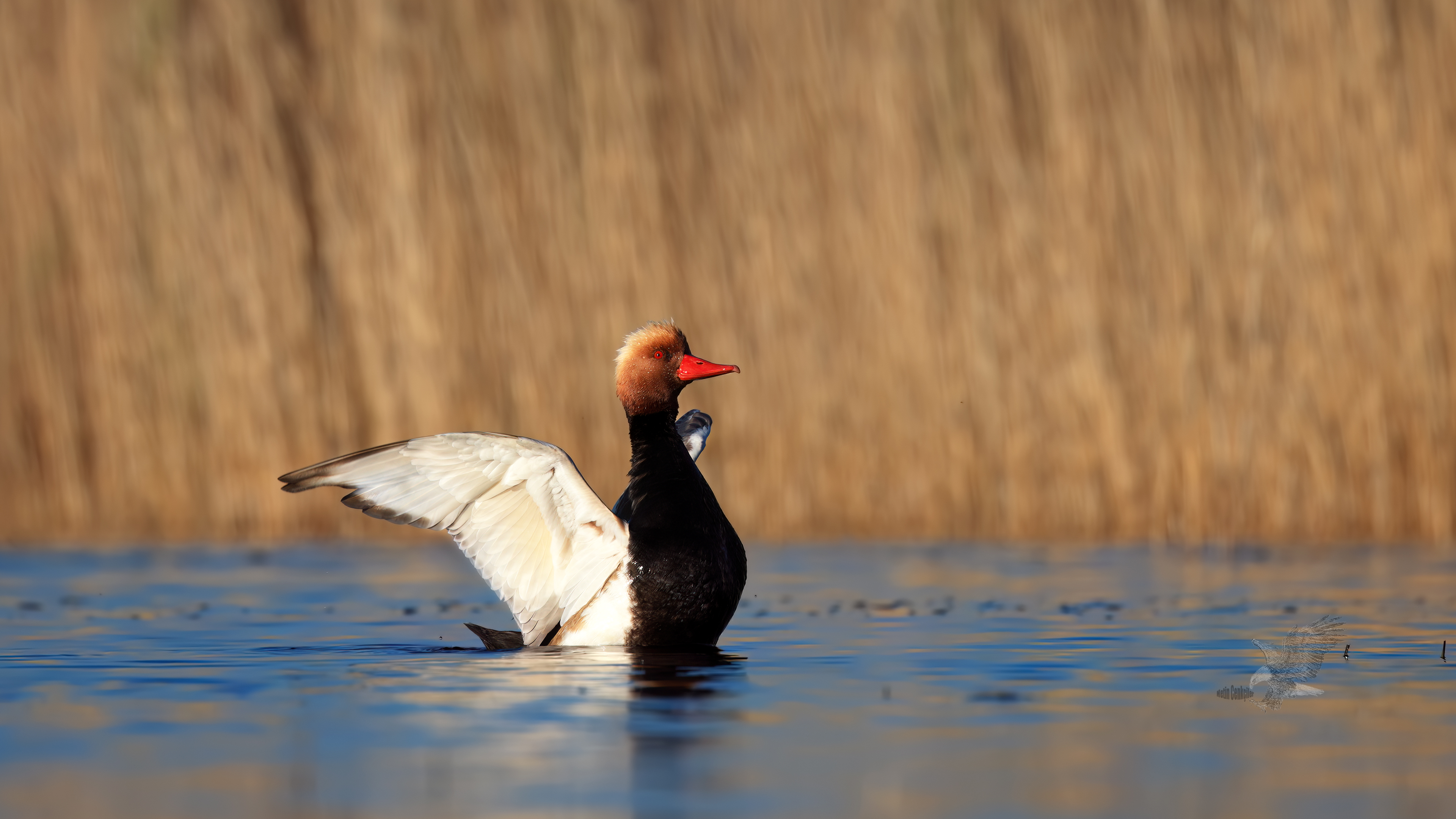 Macar ördeği