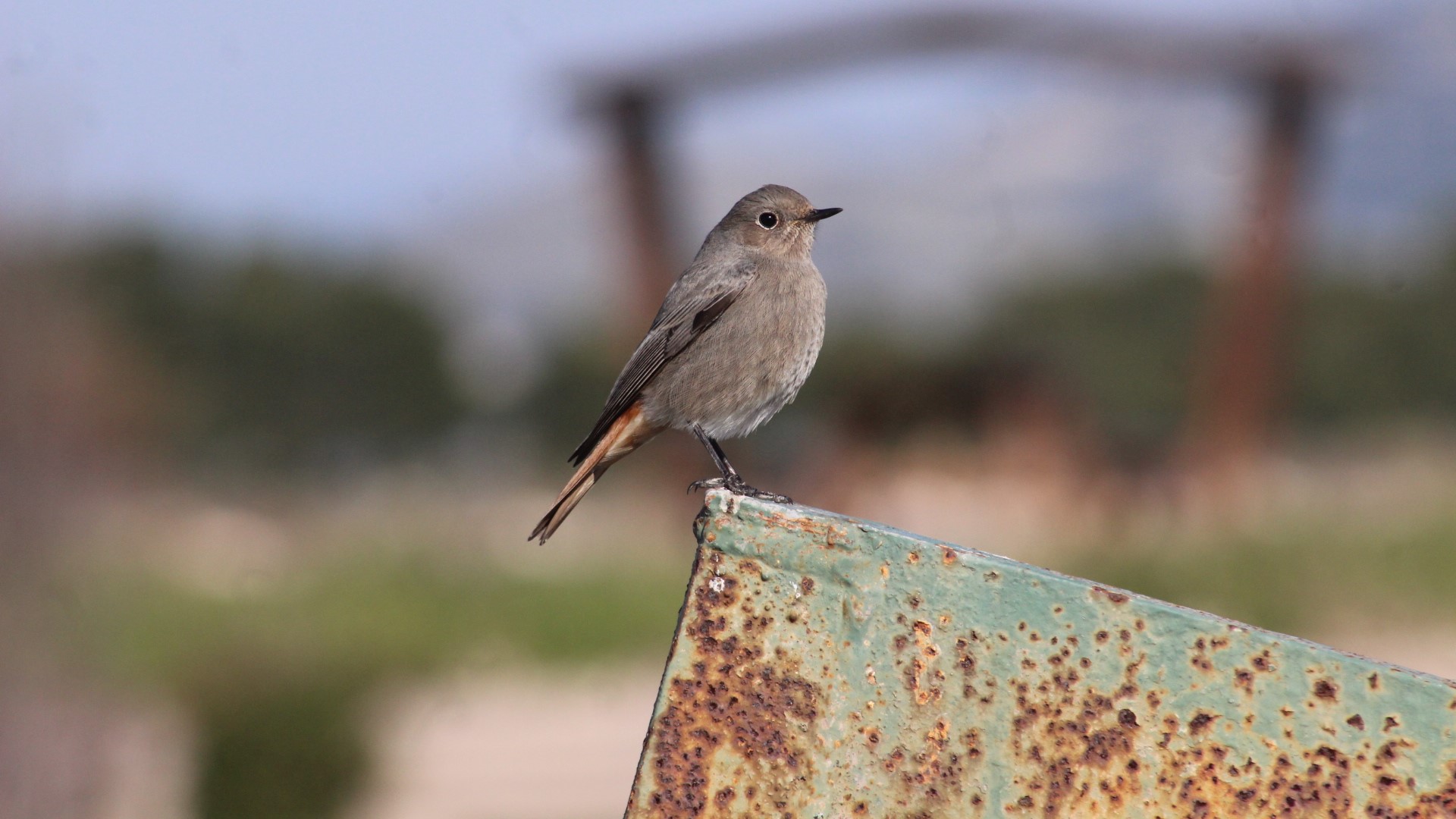 Kara kızılkuyruk » Black Redstart » Phoenicurus ochruros