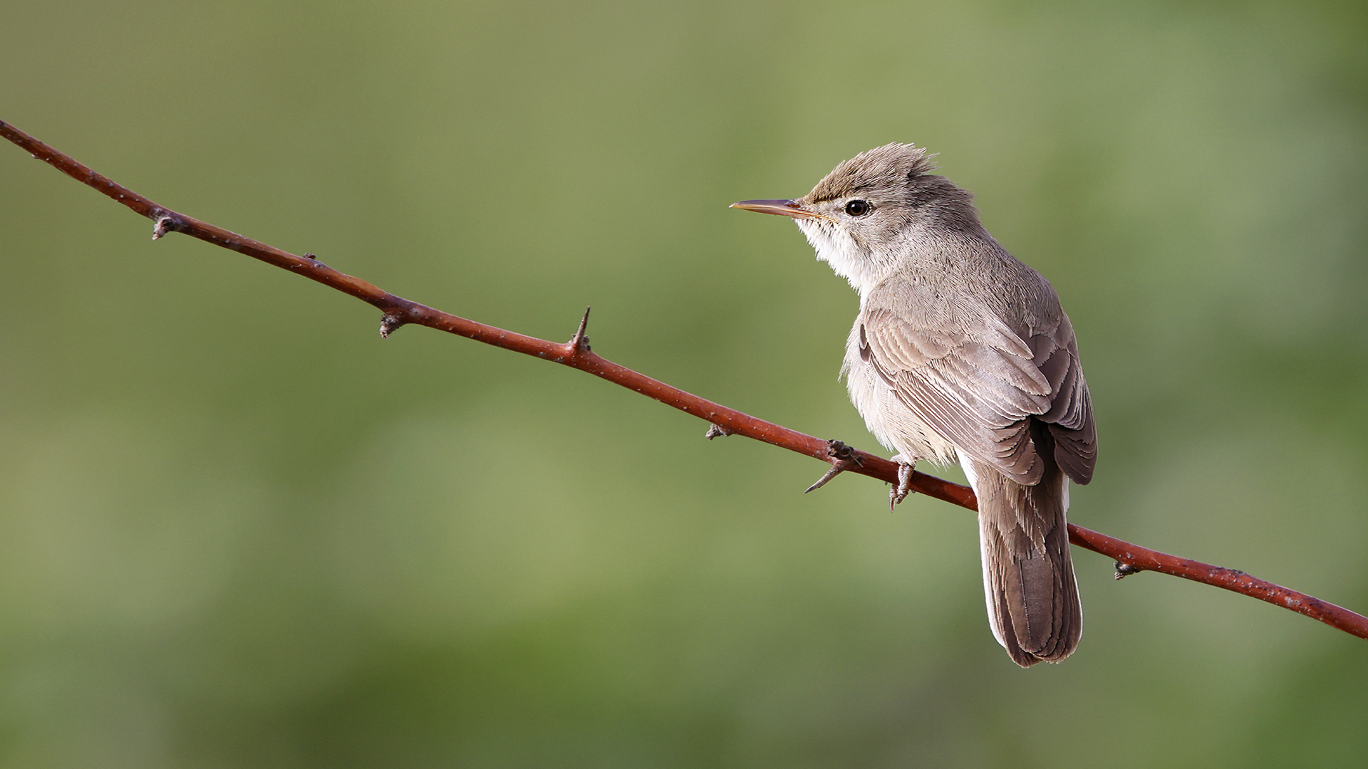Dağ mukallidi » Upcher`s Warbler » Hippolais languida