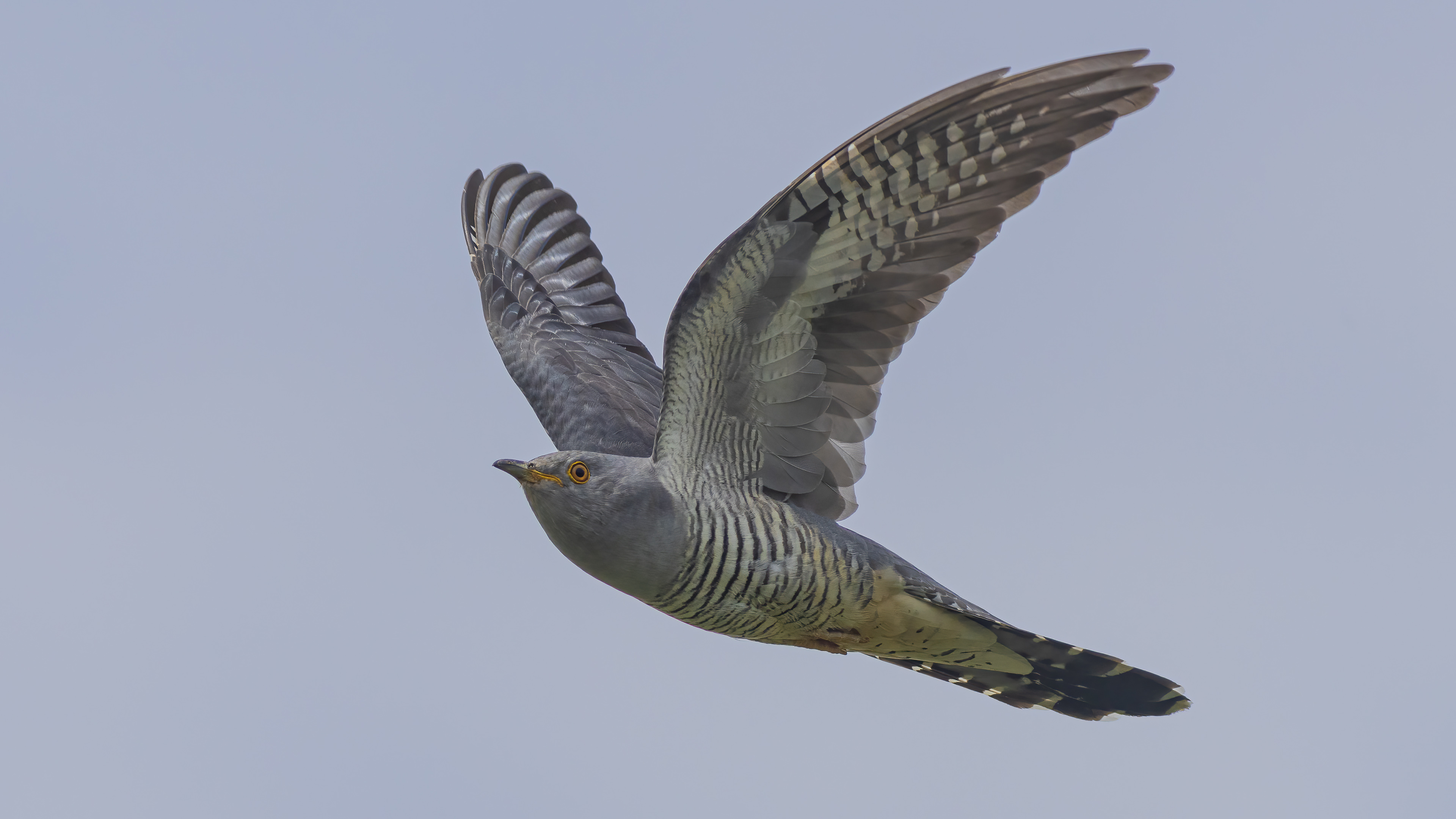 Guguk » Common Cuckoo » Cuculus canorus