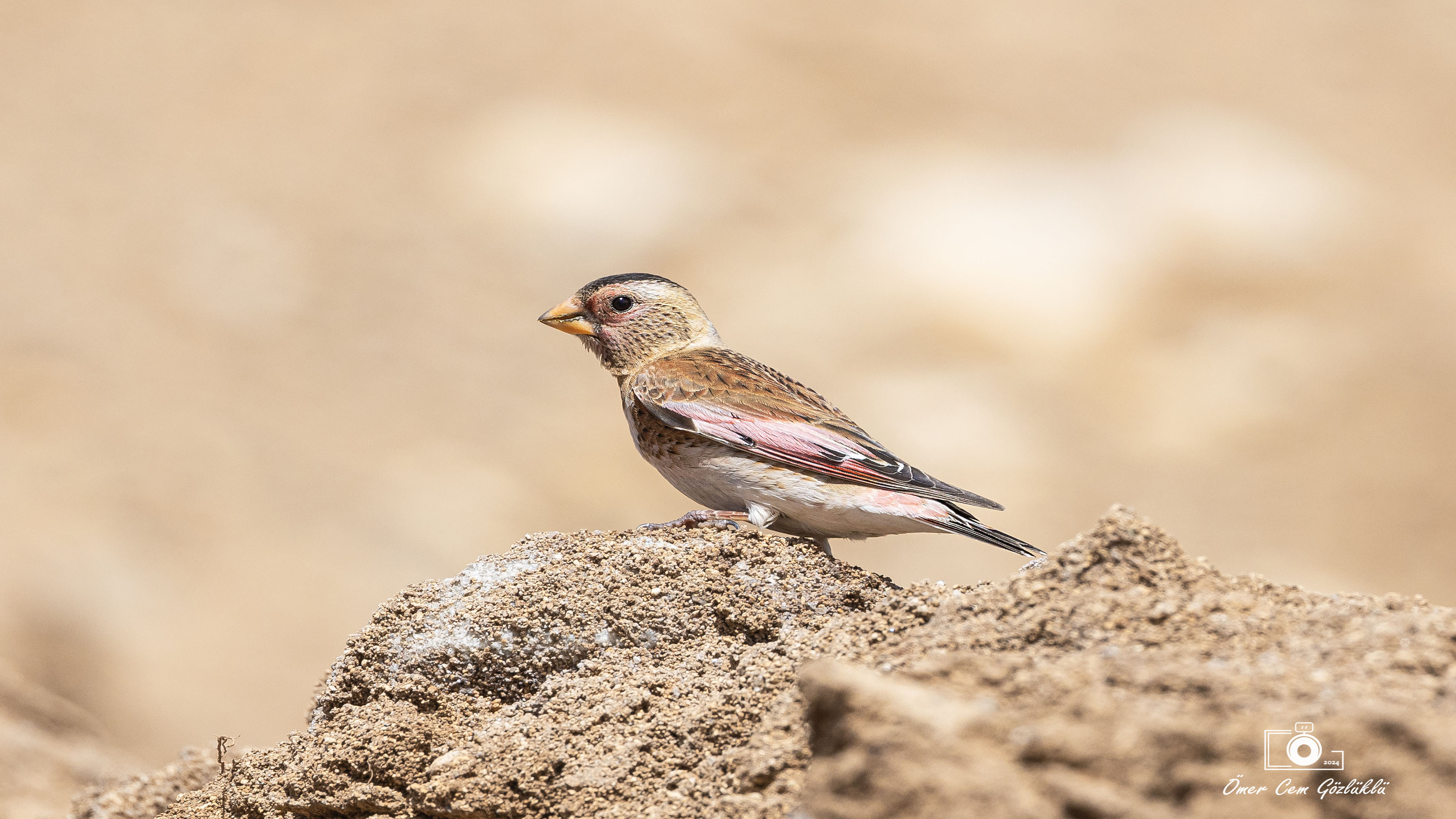 Alamecek » Eurasian Crimson-winged Finch » Rhodopechys sanguineus