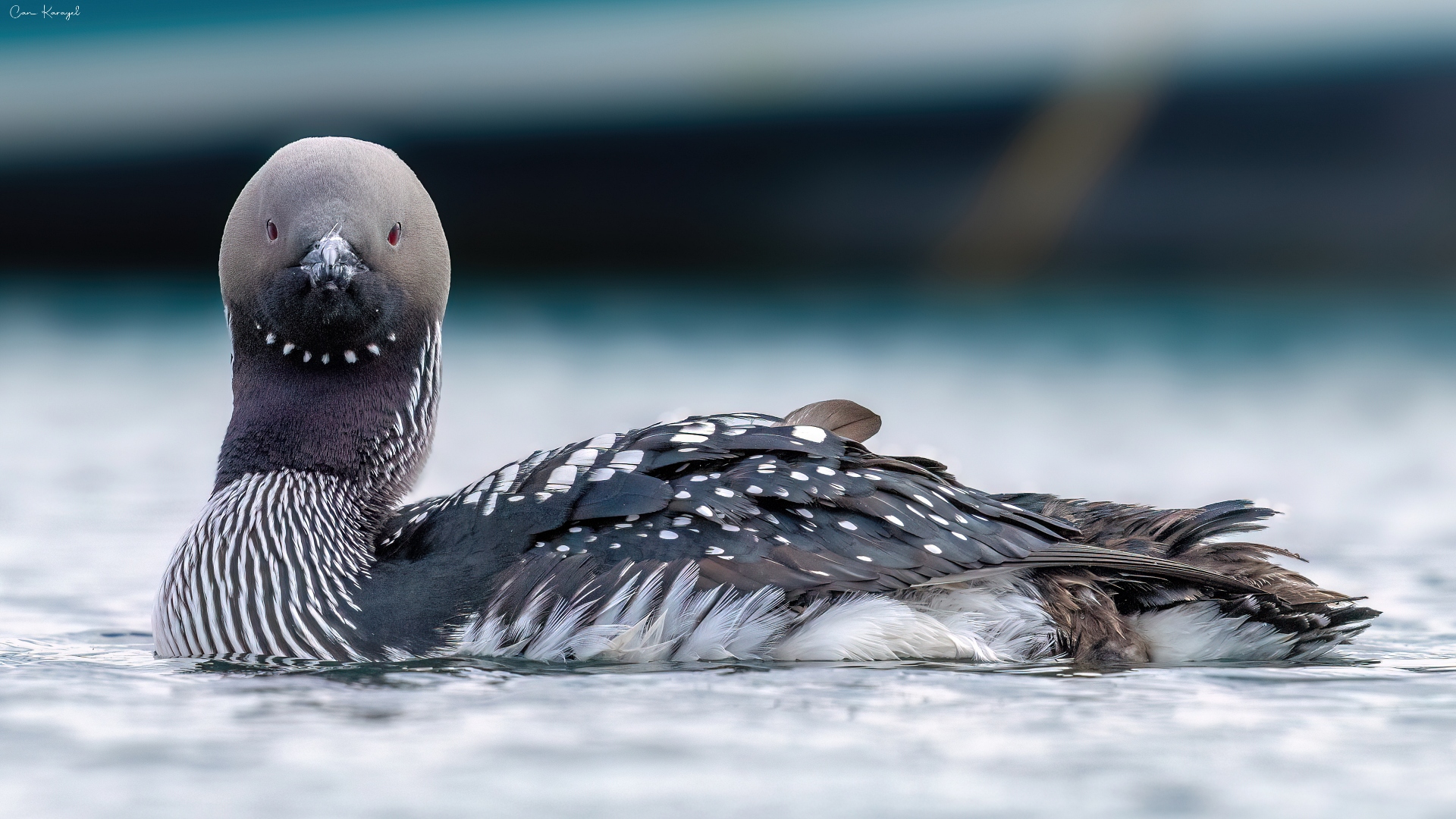 Karagerdanlı dalgıç » Black-throated Loon » Gavia arctica