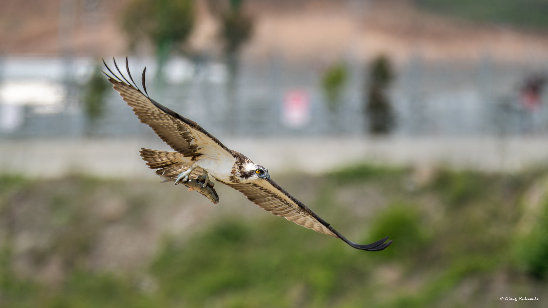 Balık kartalı