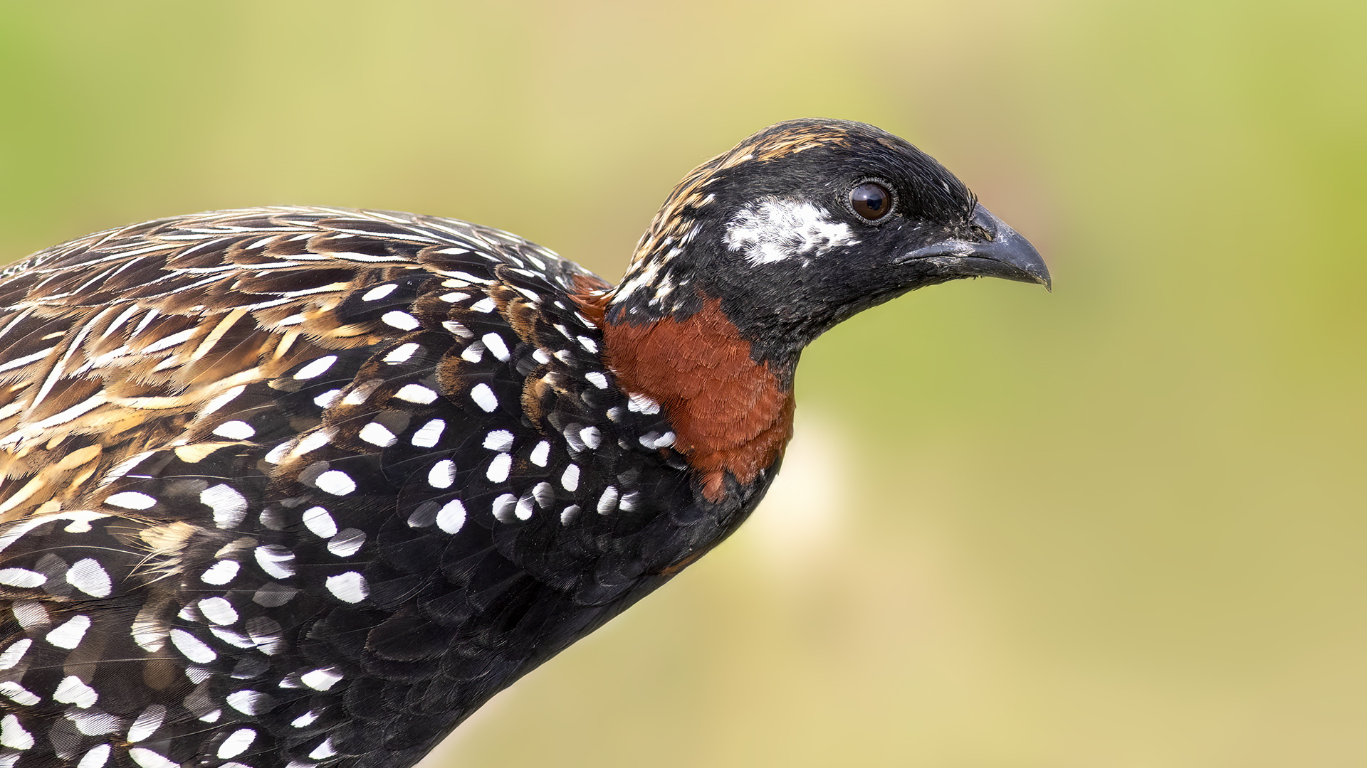 Turaç » Black Francolin » Francolinus francolinus
