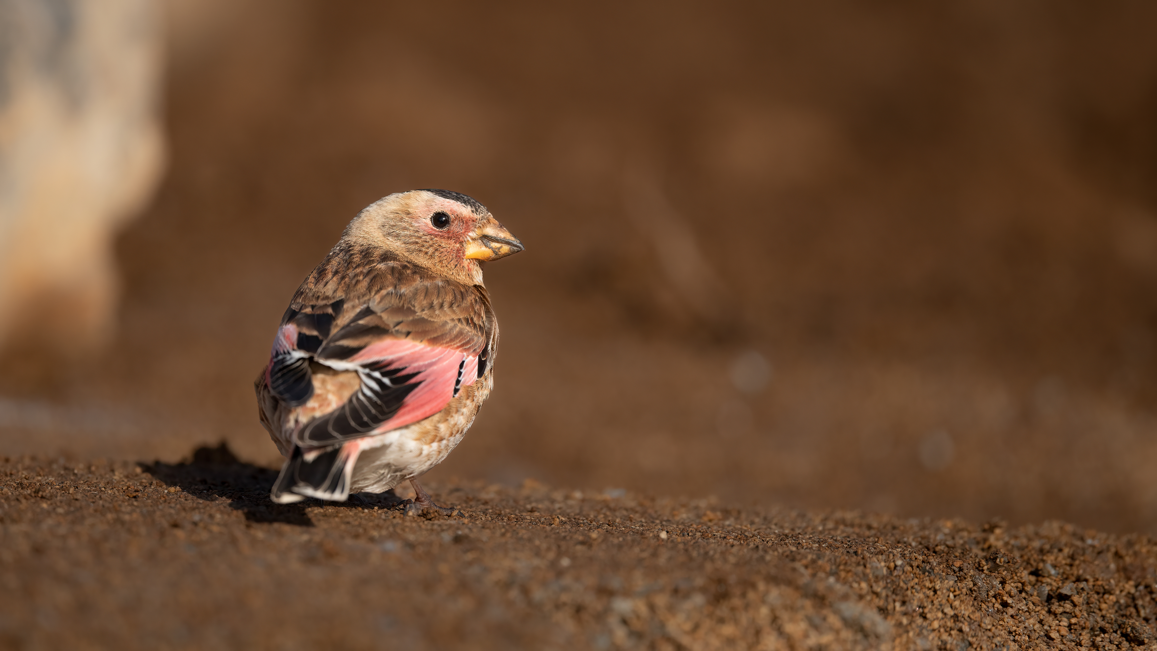 Alamecek » Eurasian Crimson-winged Finch » Rhodopechys sanguineus