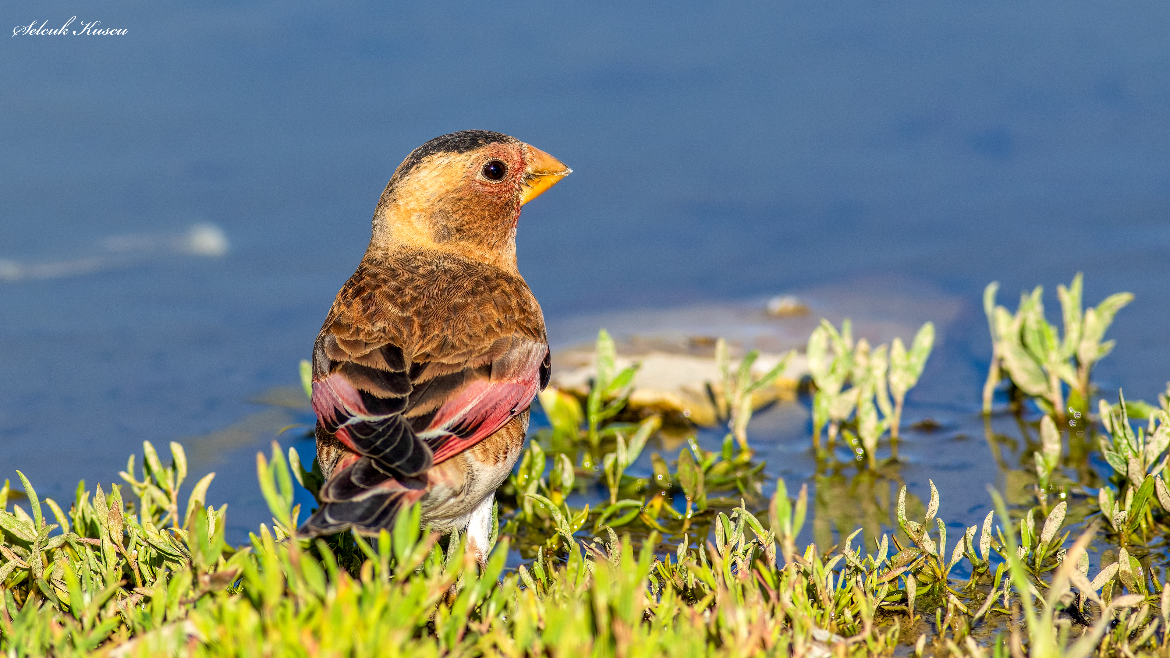 Alamecek » Eurasian Crimson-winged Finch » Rhodopechys sanguineus