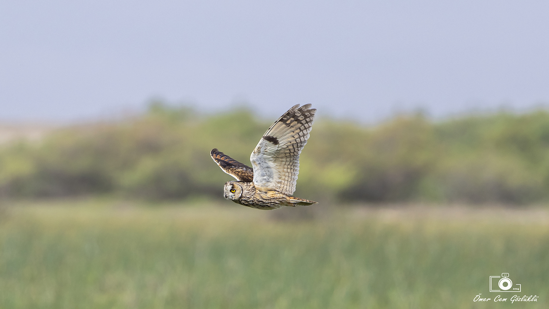 Kulaklı orman baykuşu » Long-eared Owl » Asio otus