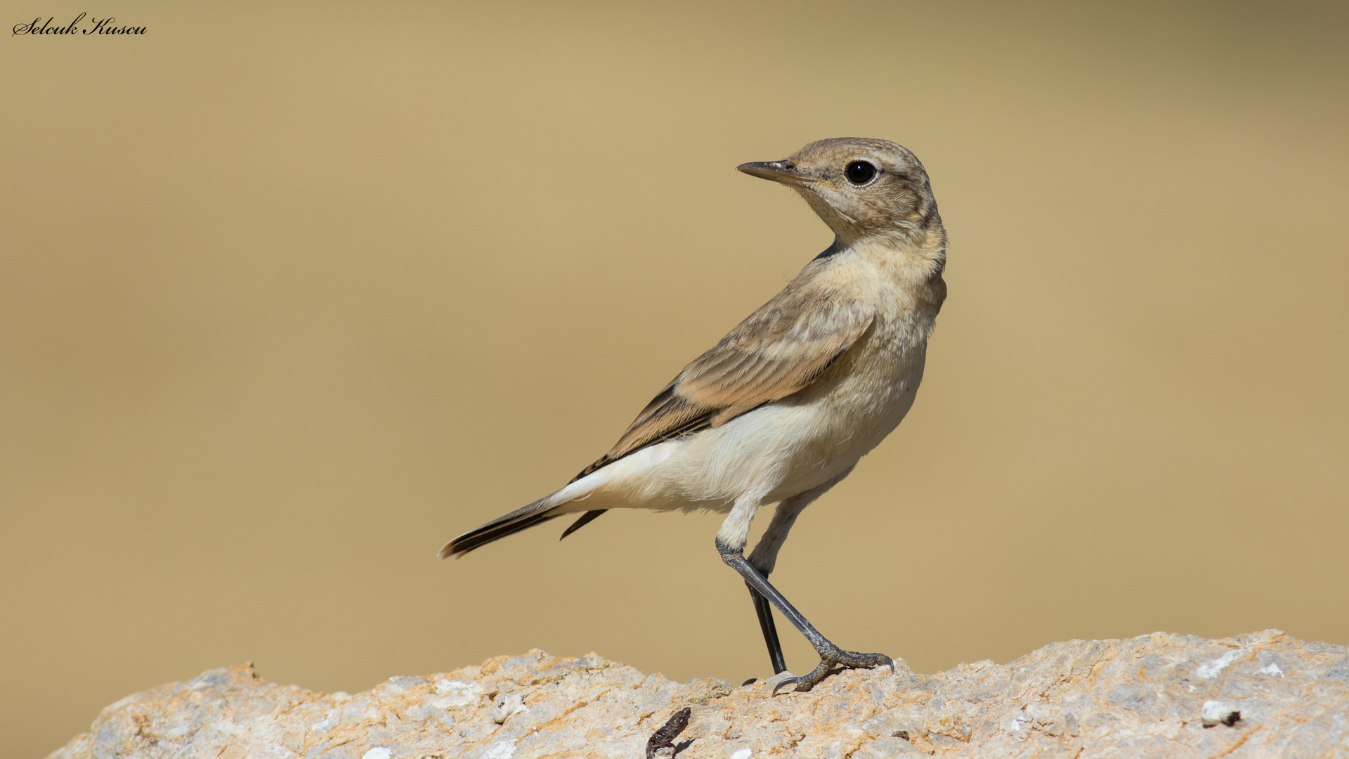 Boz kuyrukkakan