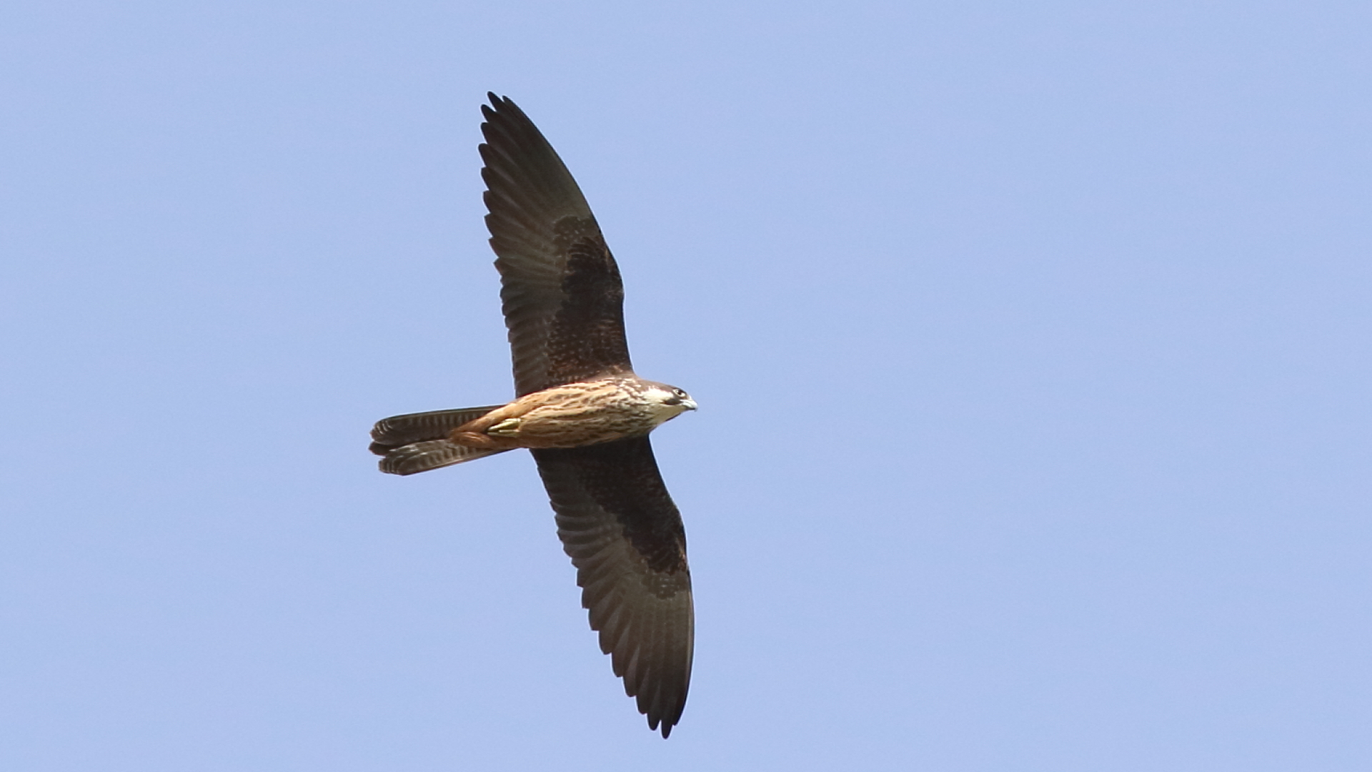 Ada doğanı » Eleonora`s Falcon » Falco eleonorae