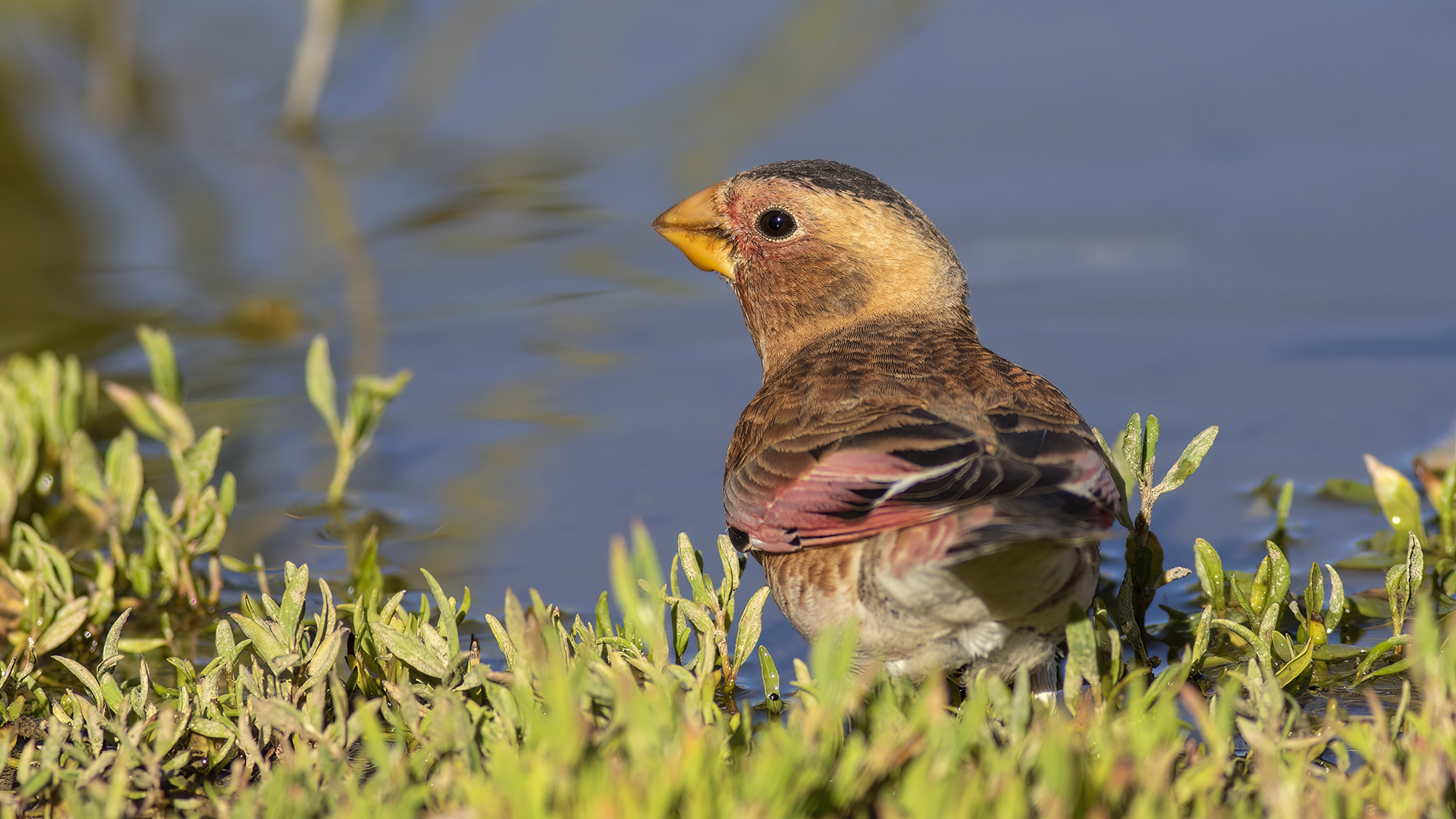 Alamecek » Eurasian Crimson-winged Finch » Rhodopechys sanguineus