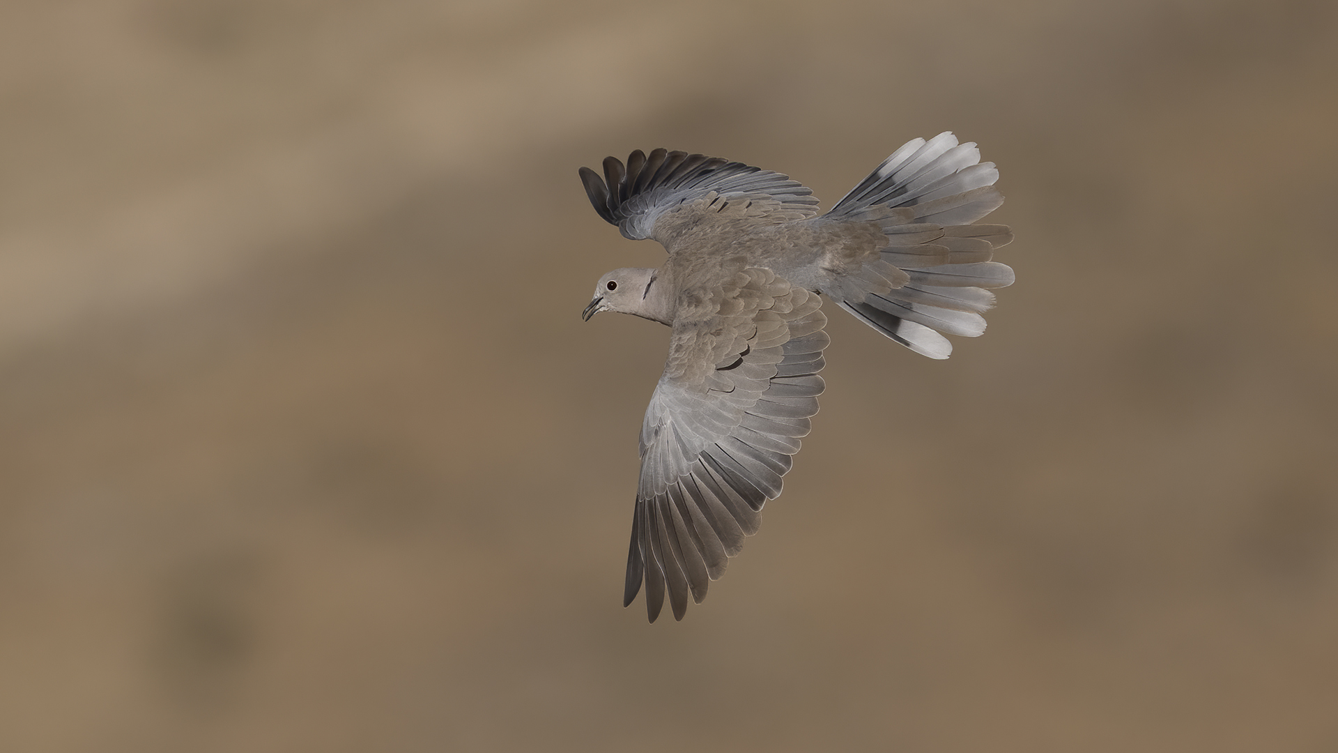 Kumru » Eurasian Collared Dove » Streptopelia decaocto