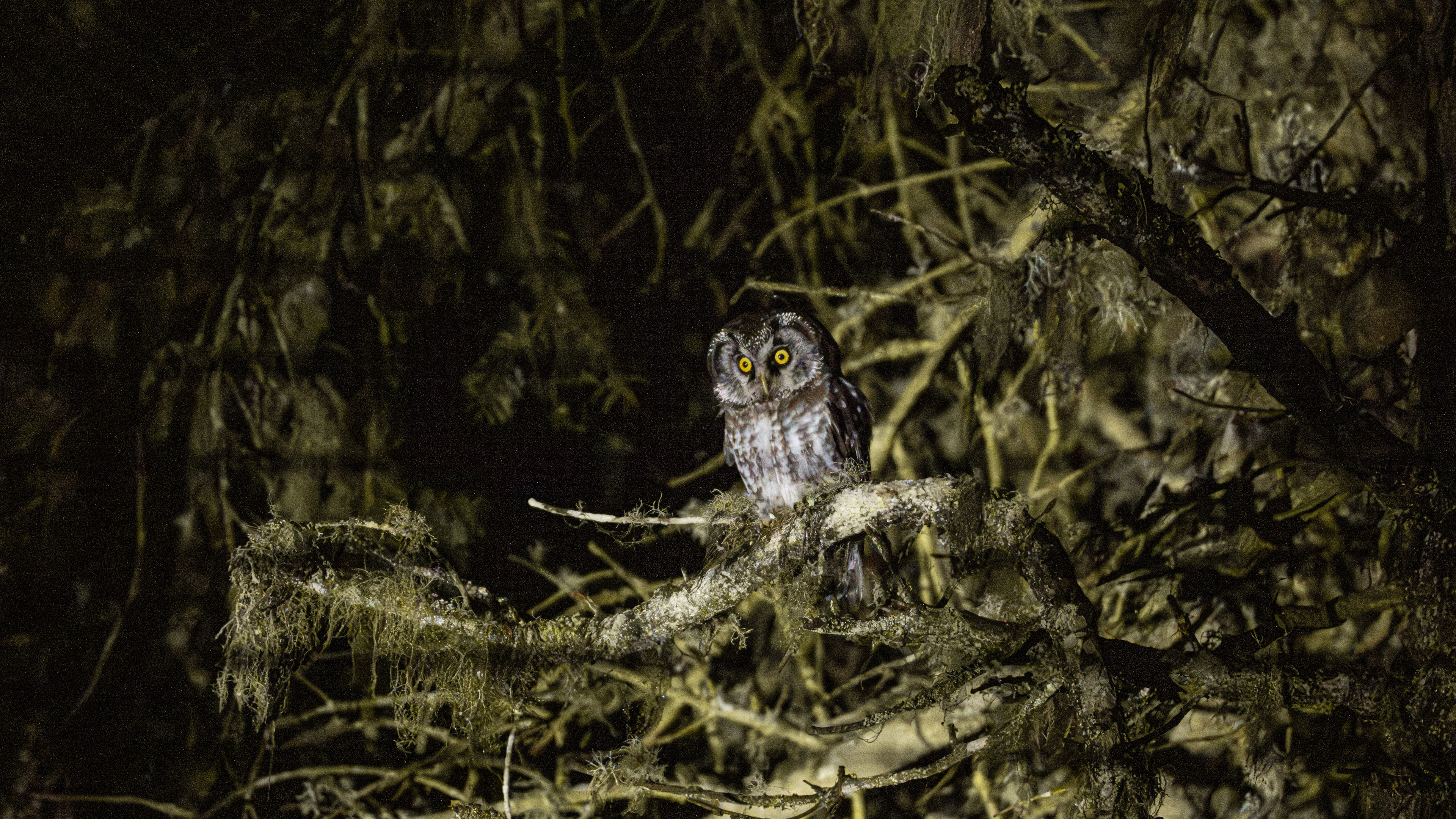 Paçalı baykuş » Boreal Owl » Aegolius funereus