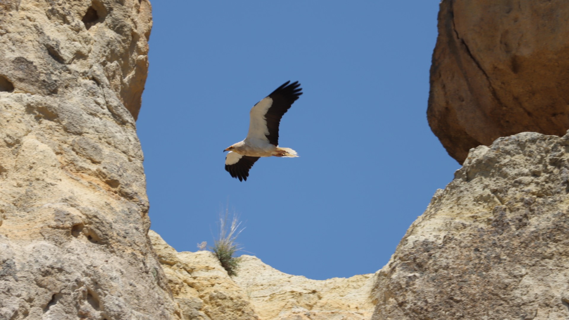Küçük akbaba » Egyptian Vulture » Neophron percnopterus
