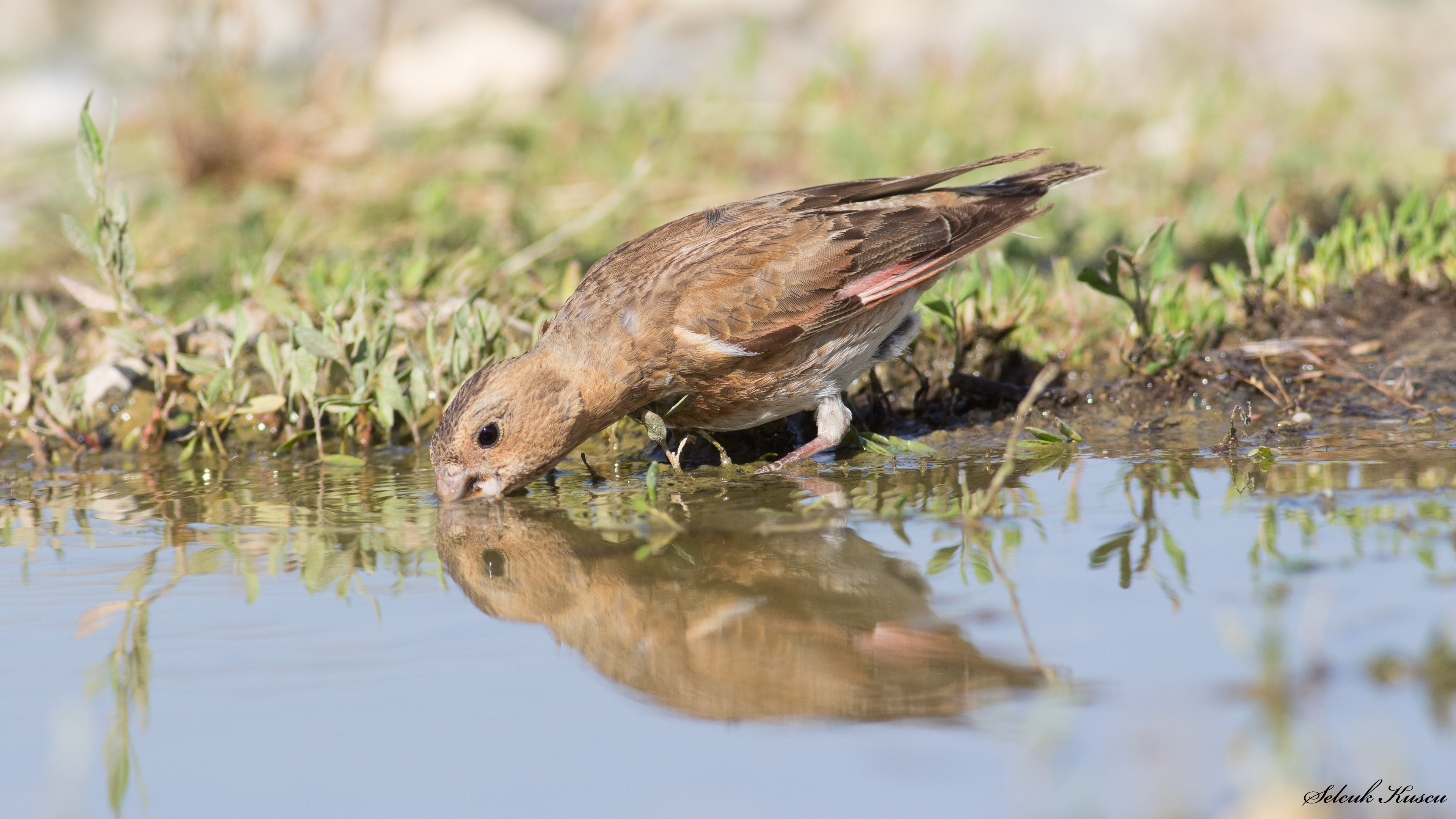 Alamecek » Eurasian Crimson-winged Finch » Rhodopechys sanguineus