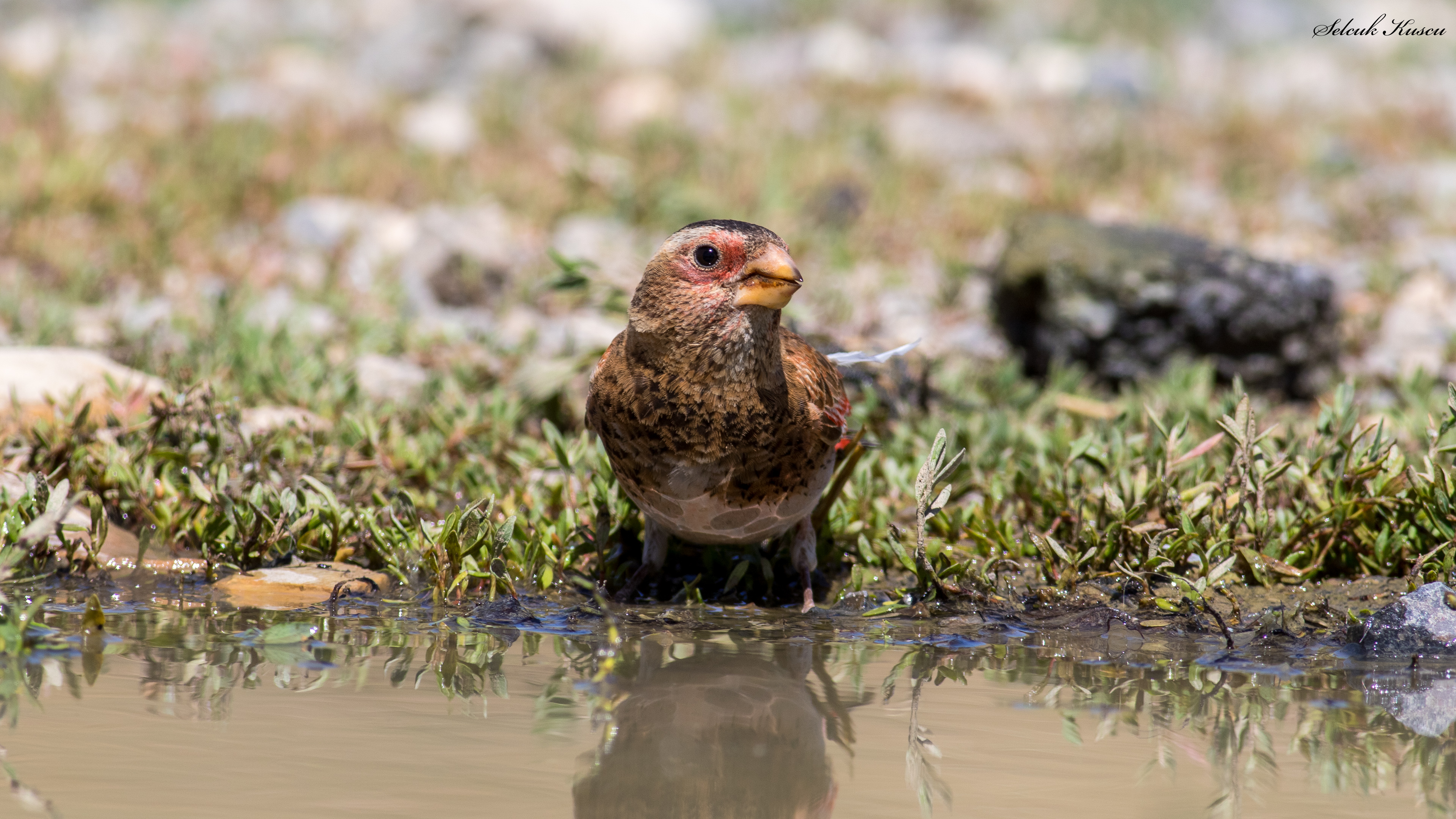 Alamecek » Eurasian Crimson-winged Finch » Rhodopechys sanguineus