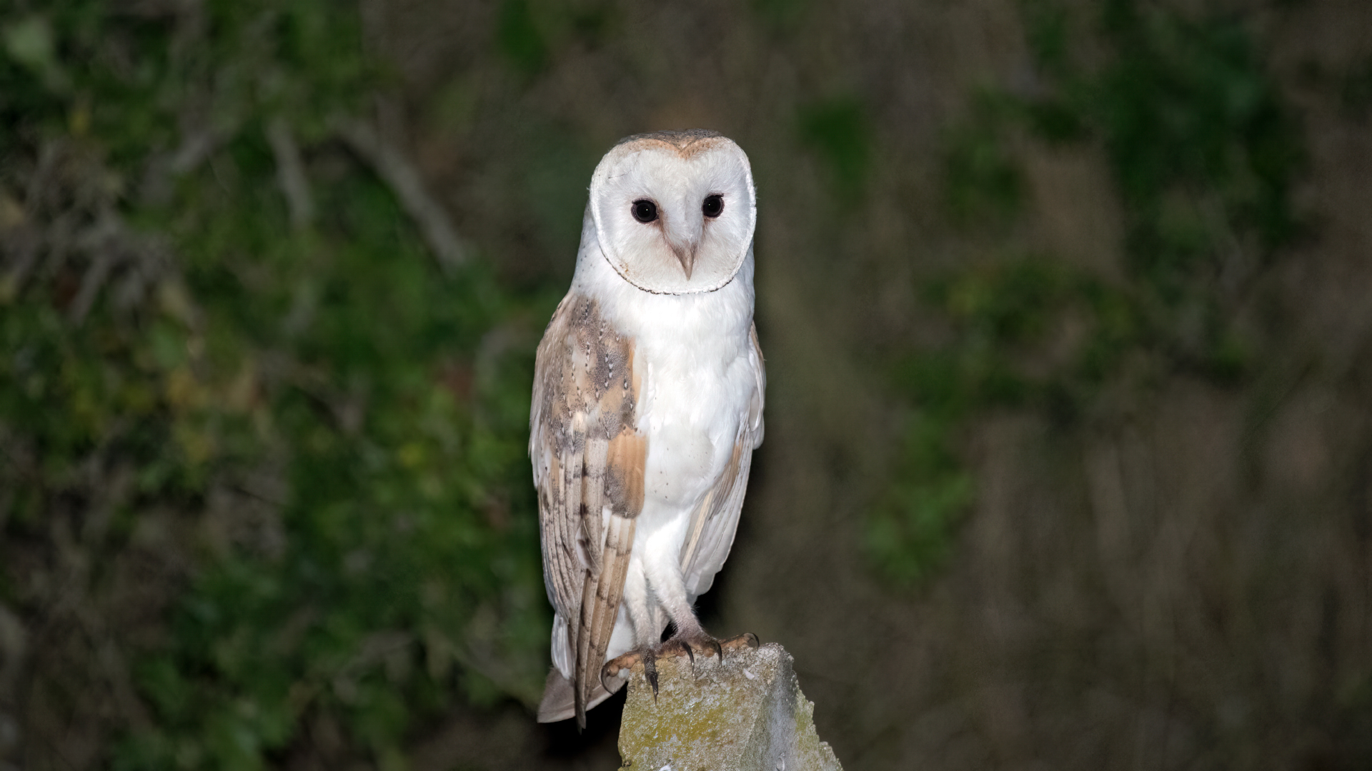 Peçeli baykuş » Western Barn Owl » Tyto alba