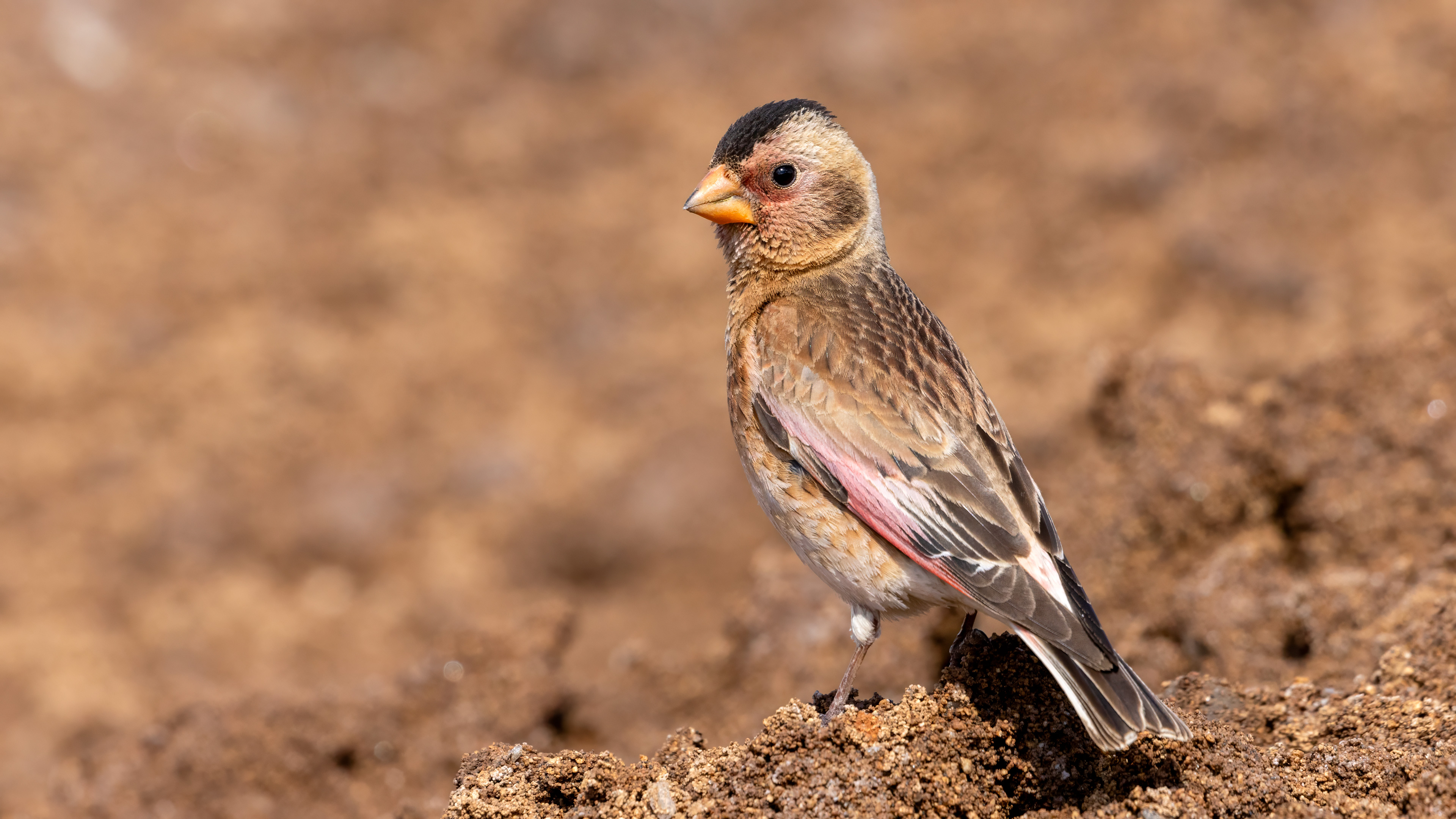 Alamecek » Eurasian Crimson-winged Finch » Rhodopechys sanguineus