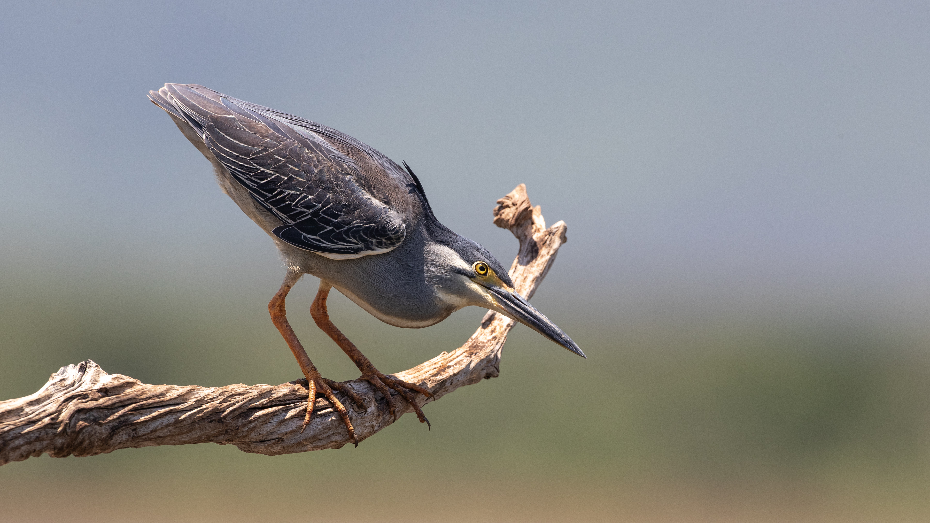 Yeşil sırtlı balıkçıl » Striated Heron » Butorides striata