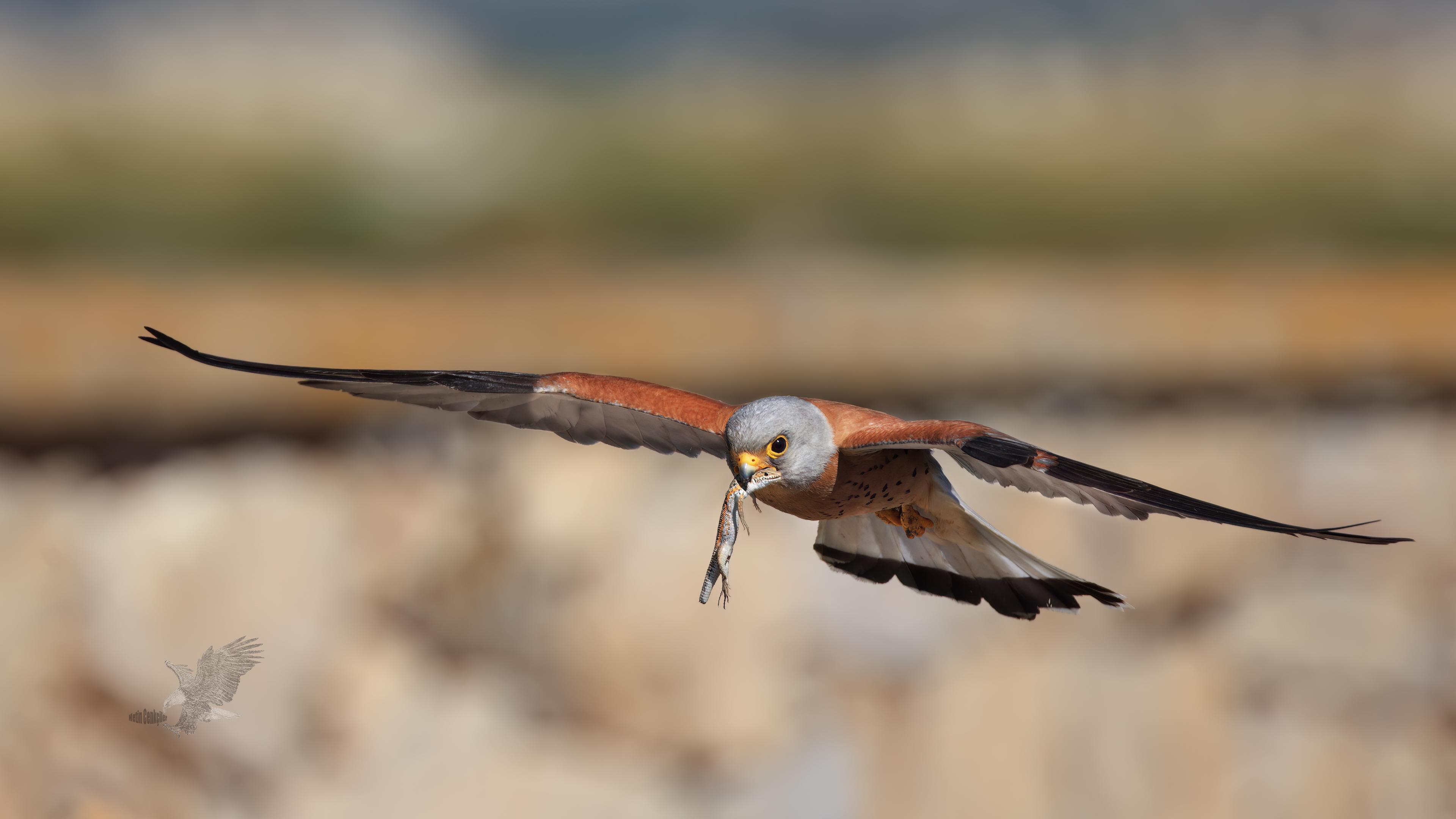 Küçük kerkenez