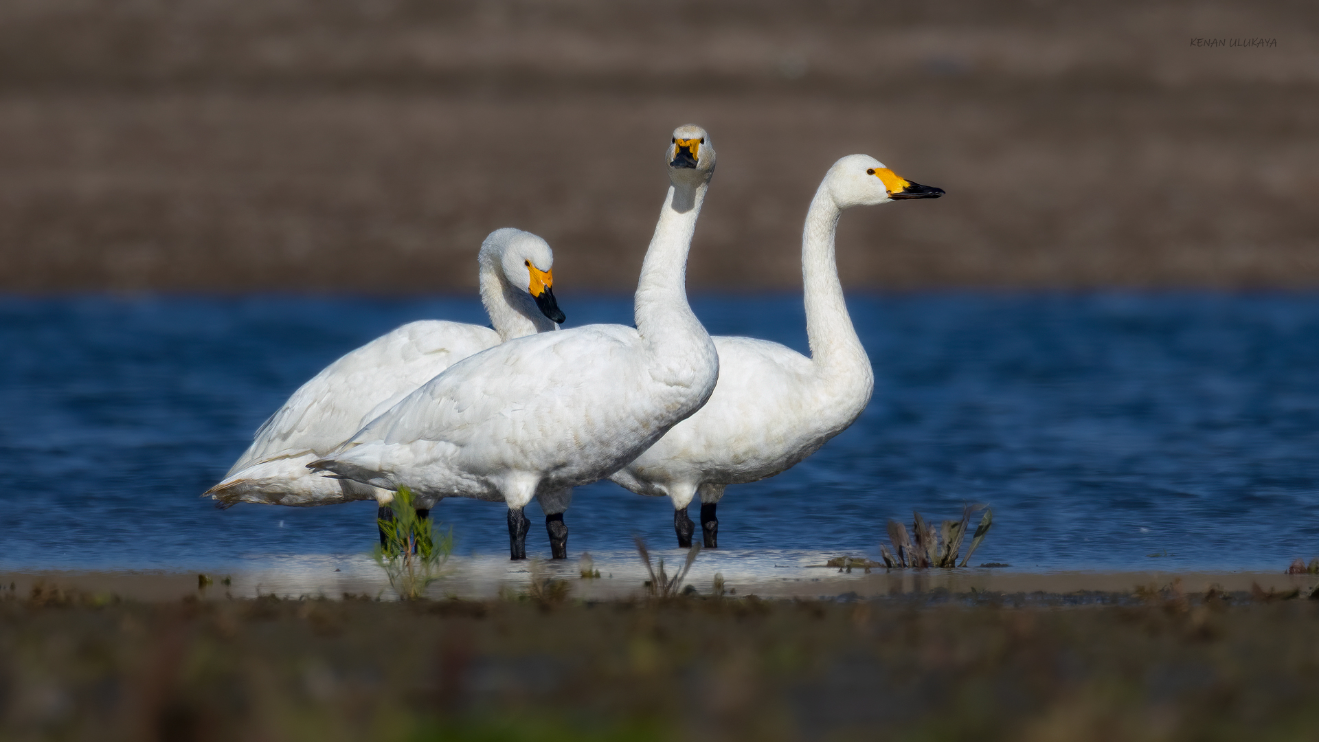 Küçük kuğu