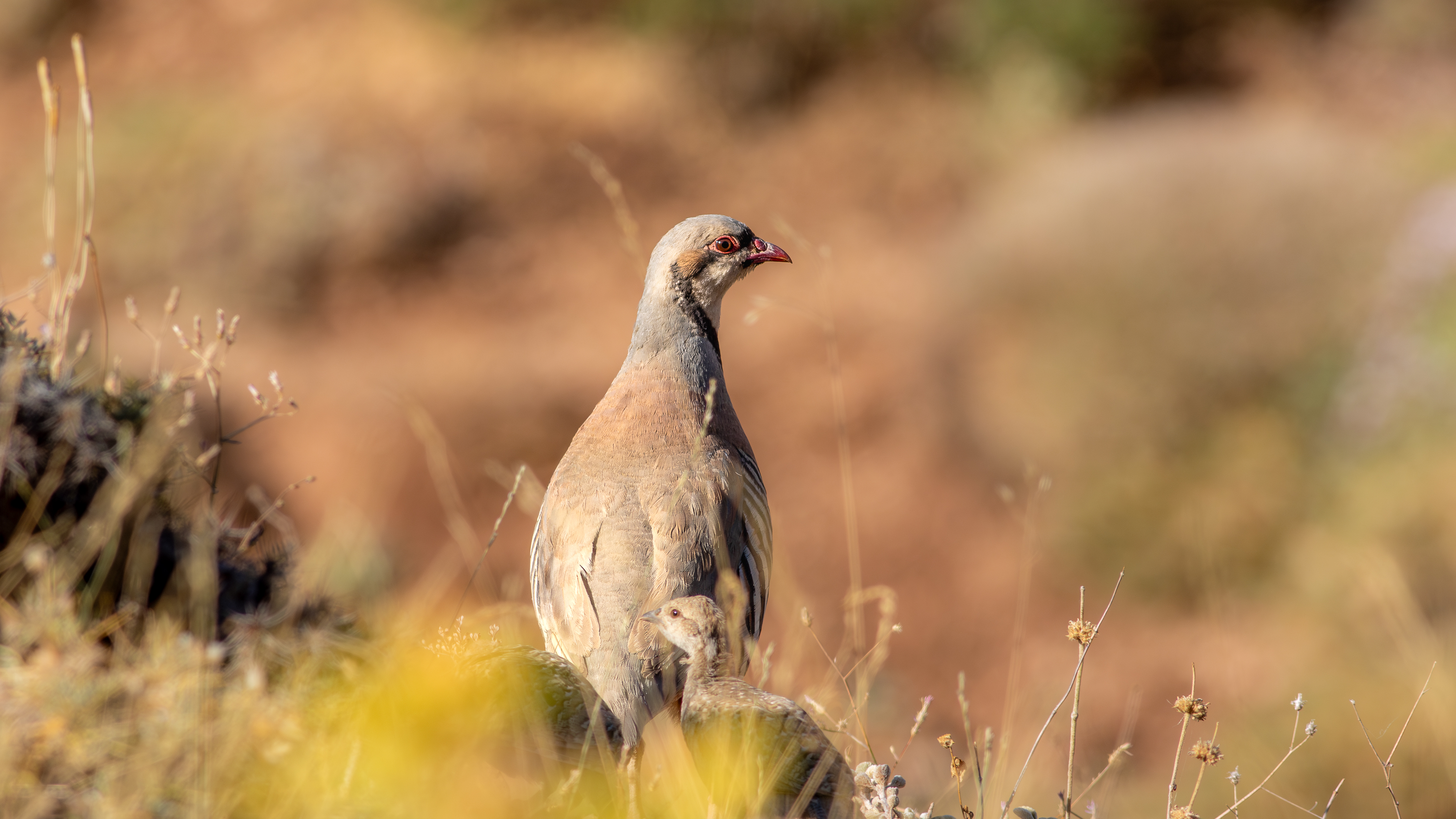 Kınalı keklik » Chukar Partridge » Alectoris chukar