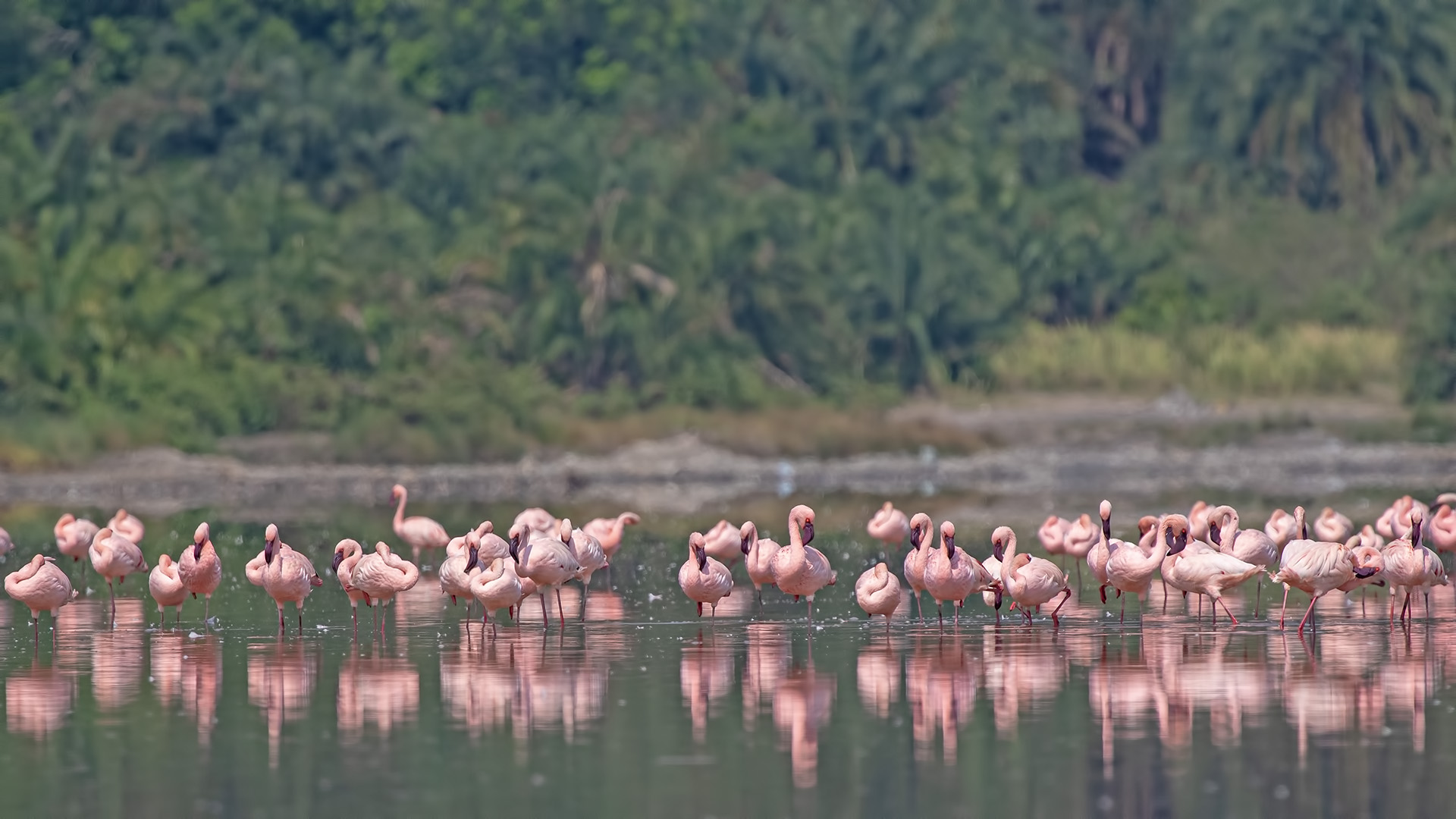 Küçük flamingo