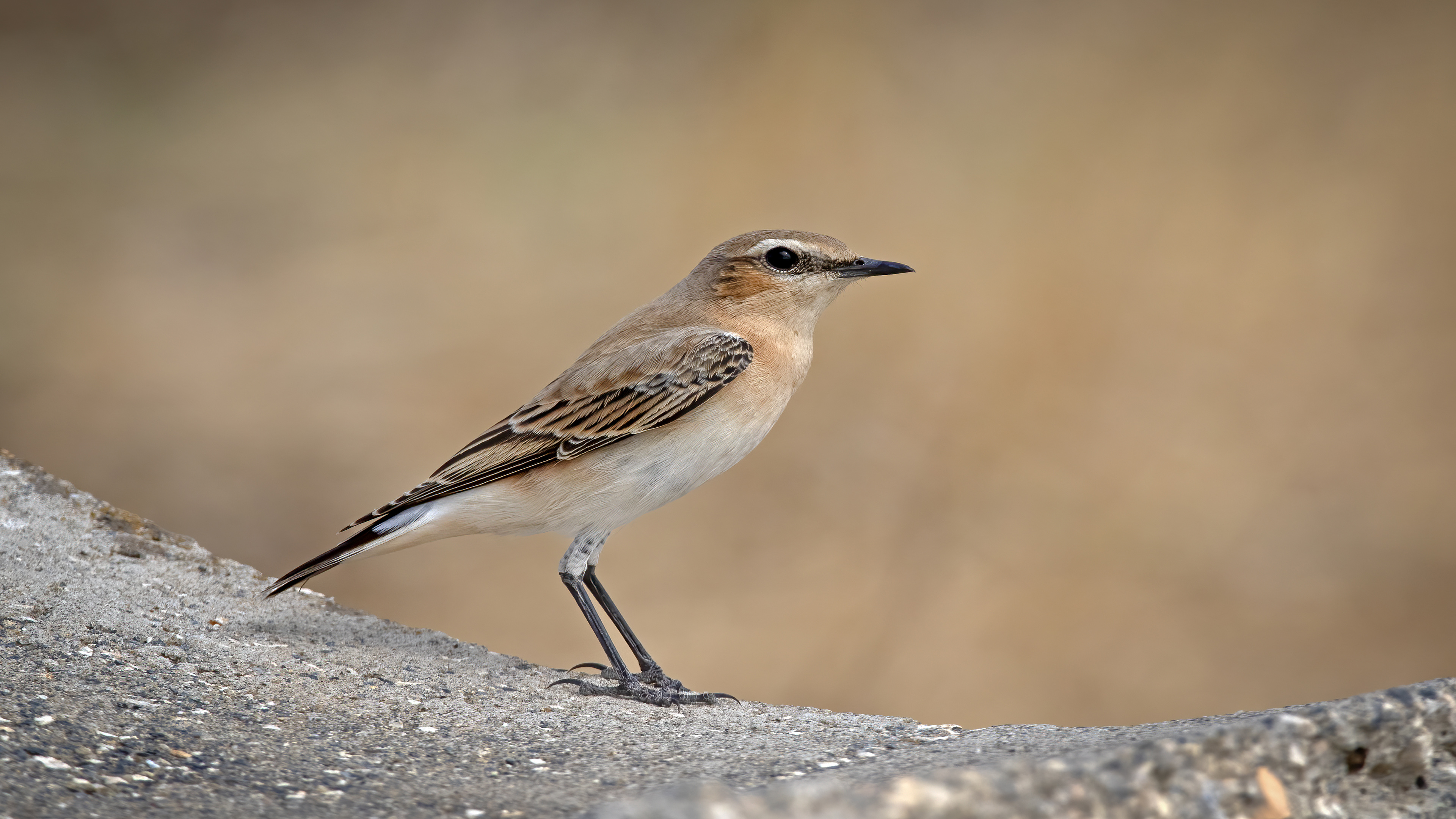 Kuyrukkakan » Northern Wheatear » Oenanthe oenanthe