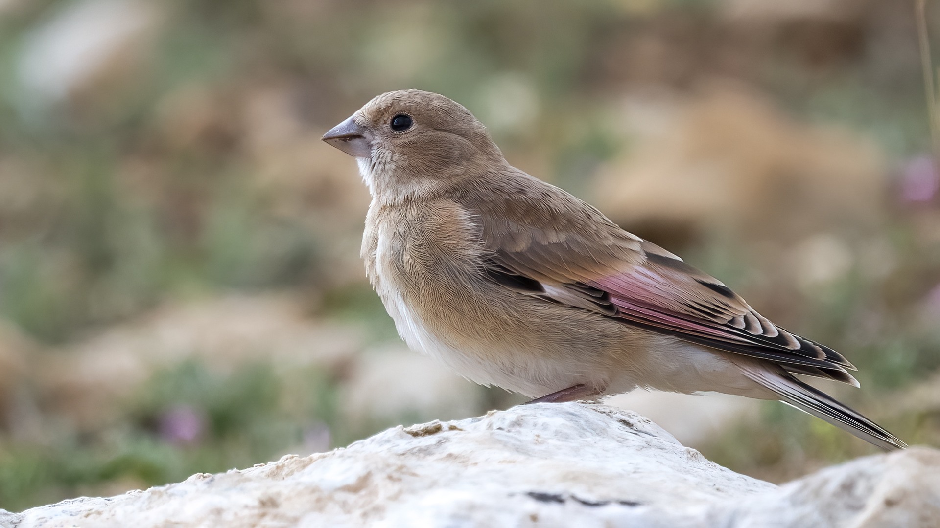 Alamecek » Eurasian Crimson-winged Finch » Rhodopechys sanguineus