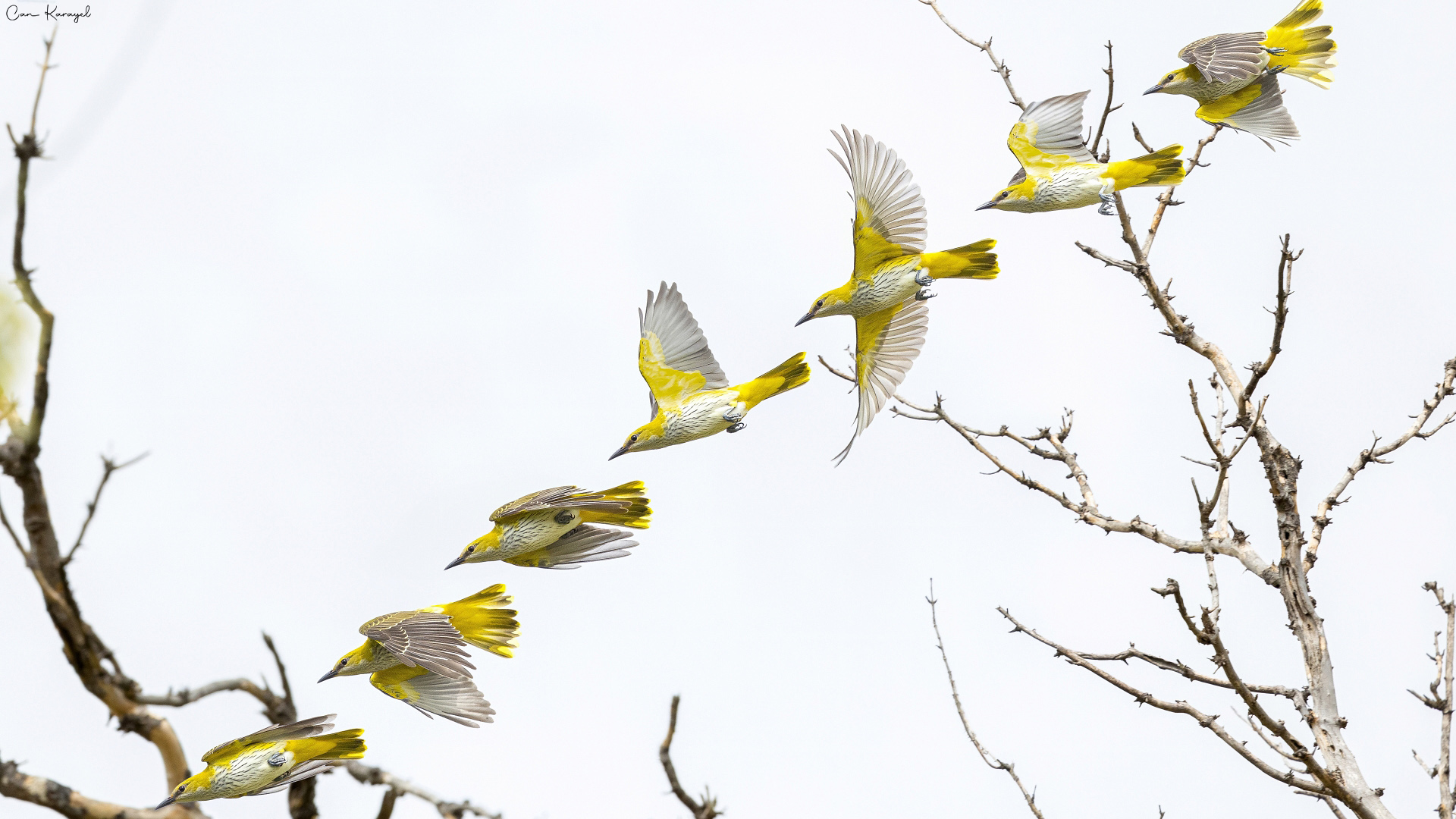 Sarıasma » Eurasian Golden Oriole » Oriolus oriolus